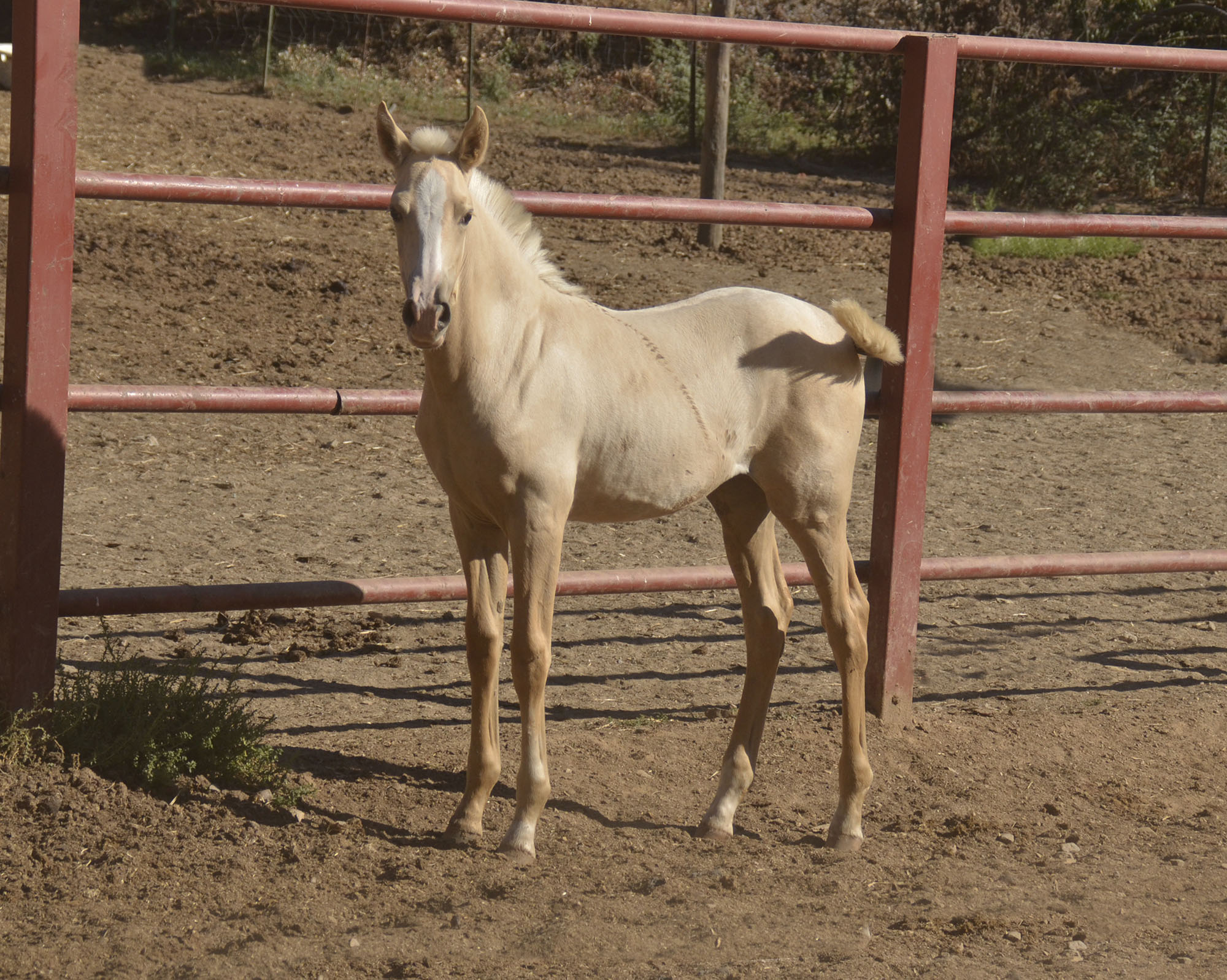 Comprar Caballo