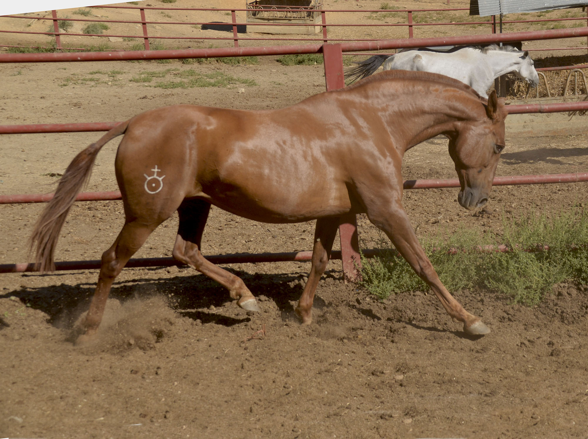 Caballo en Venta