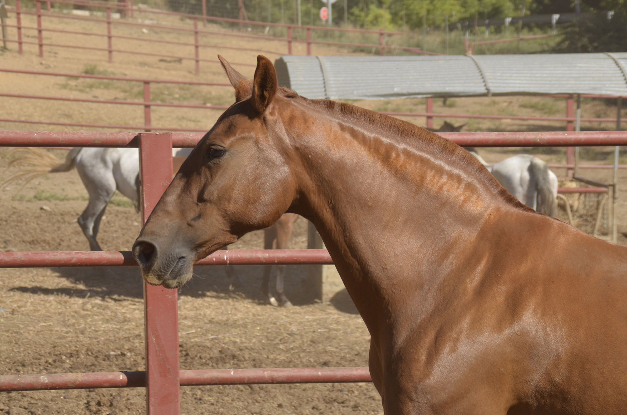Caballo en Venta