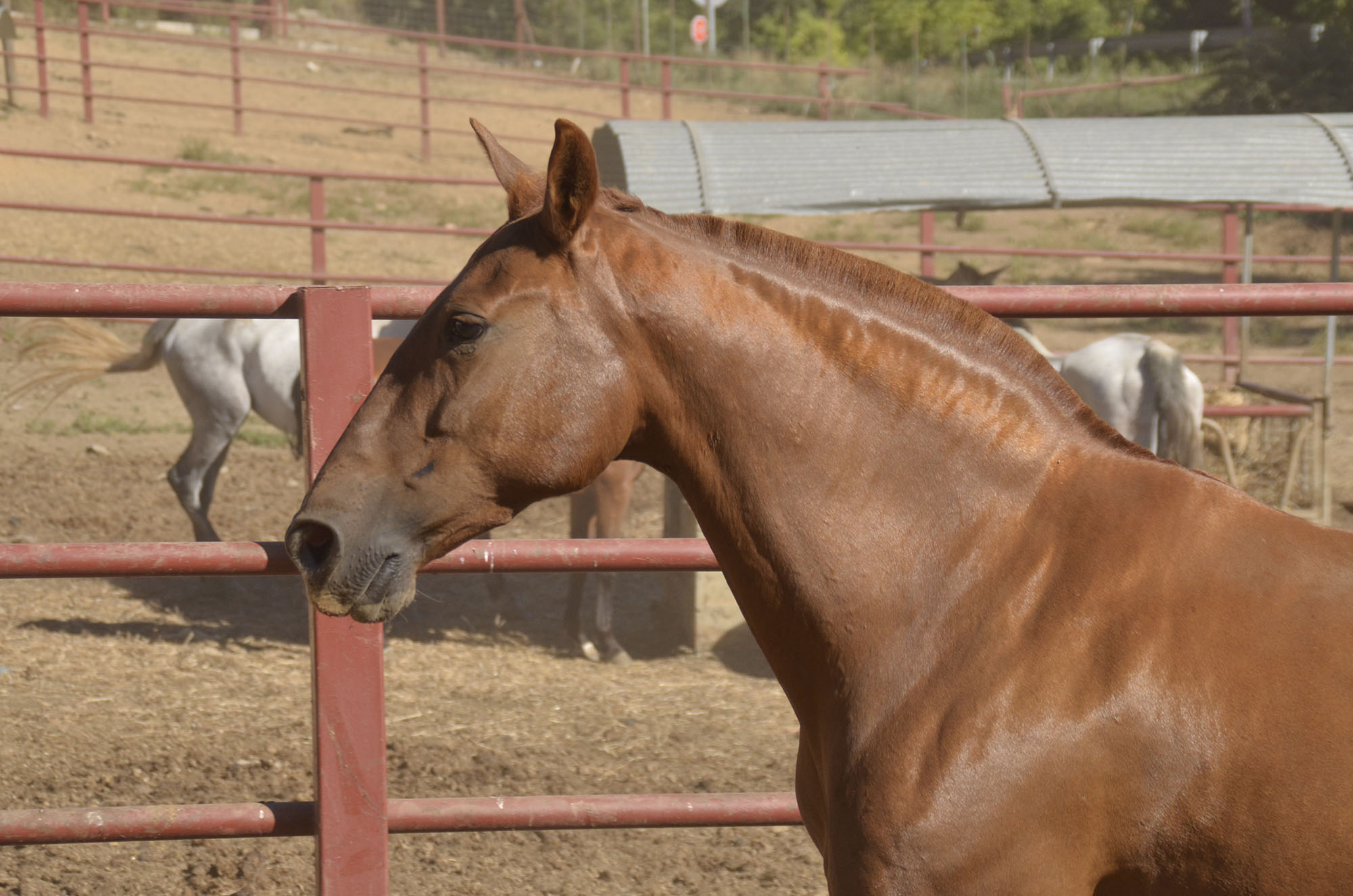 Comprar Caballo