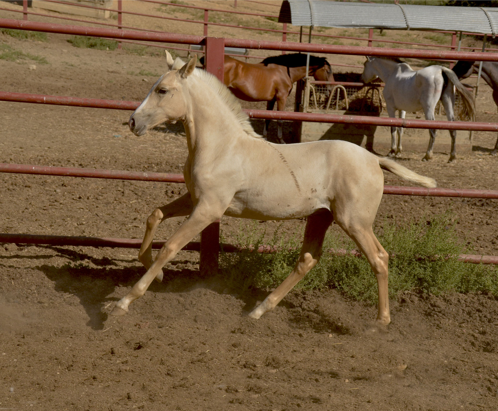 Comprar Caballo