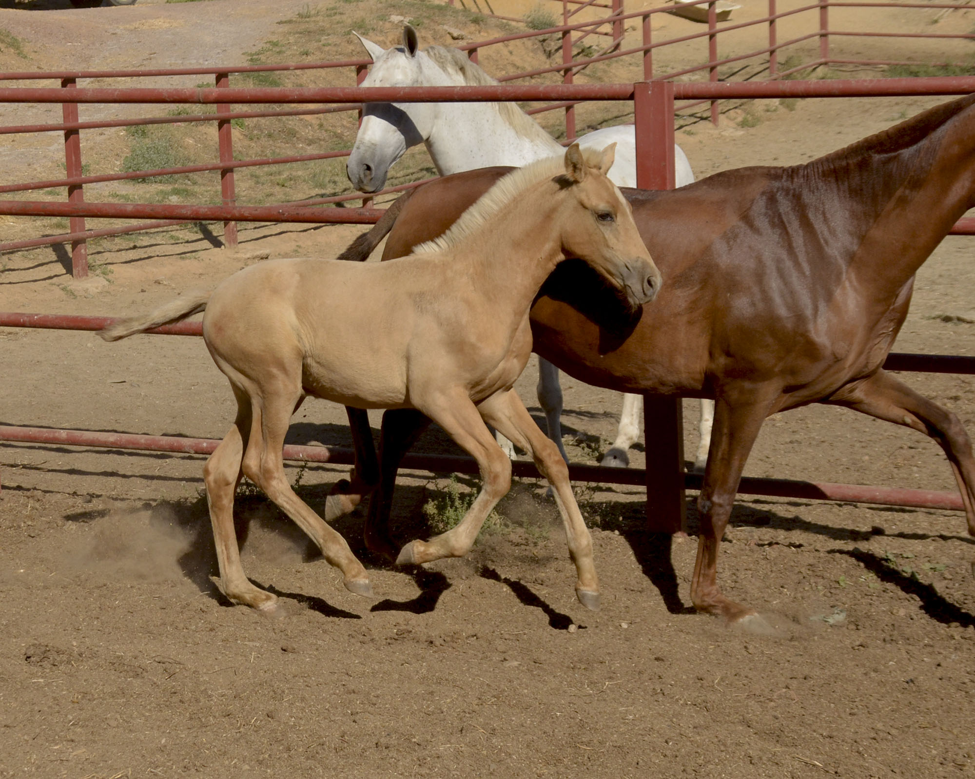 Comprar Caballo