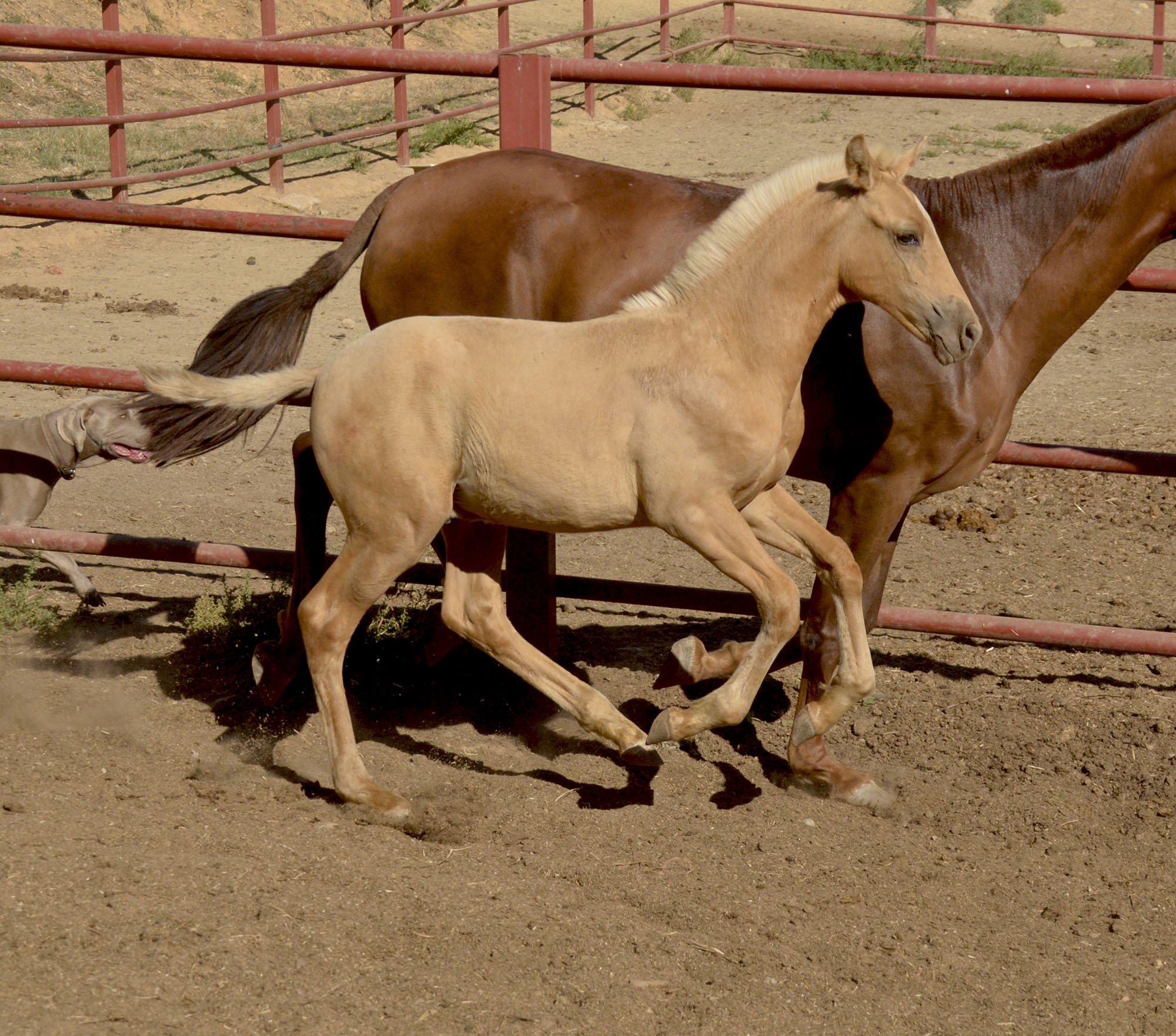 Comprar Caballo