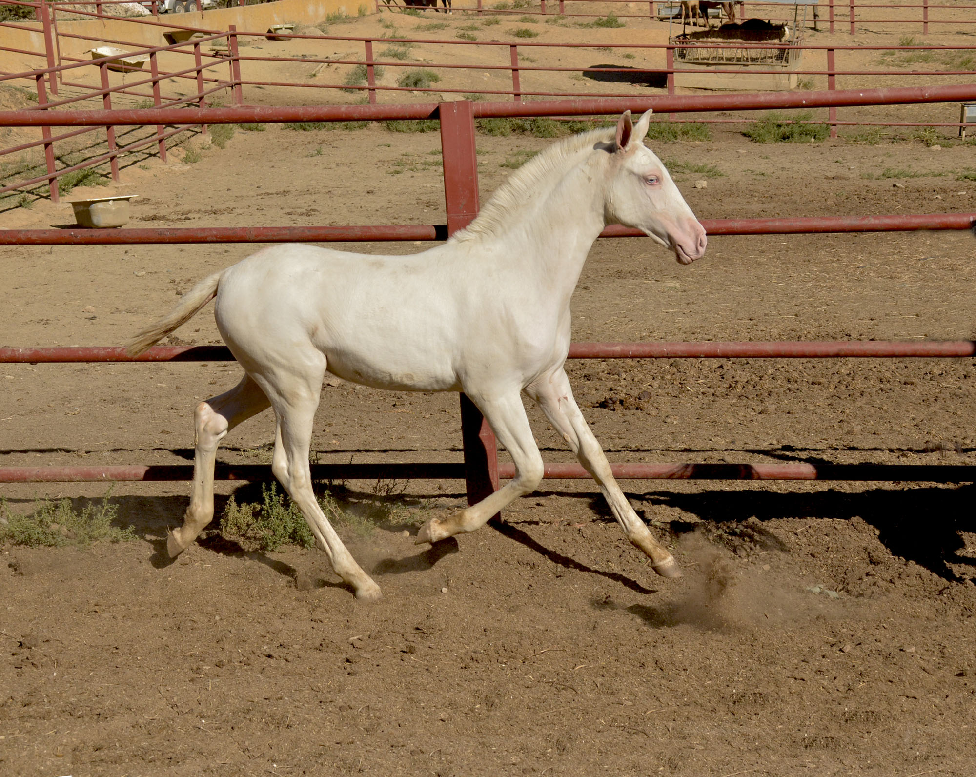 Caballo en Venta