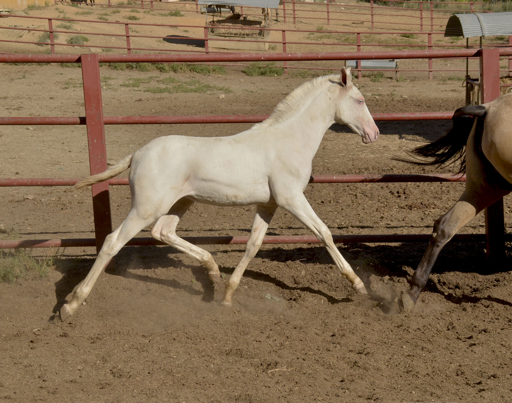 Comprar Caballo