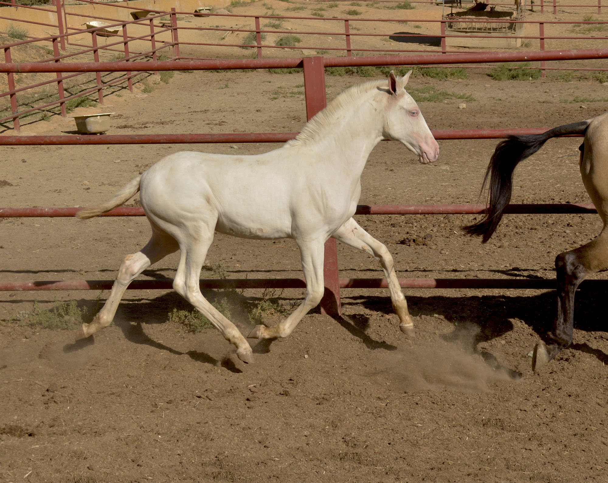 Caballo en Venta