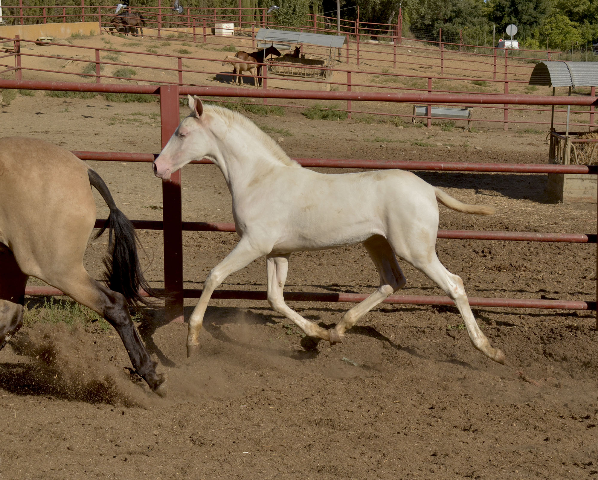 Caballo en Venta