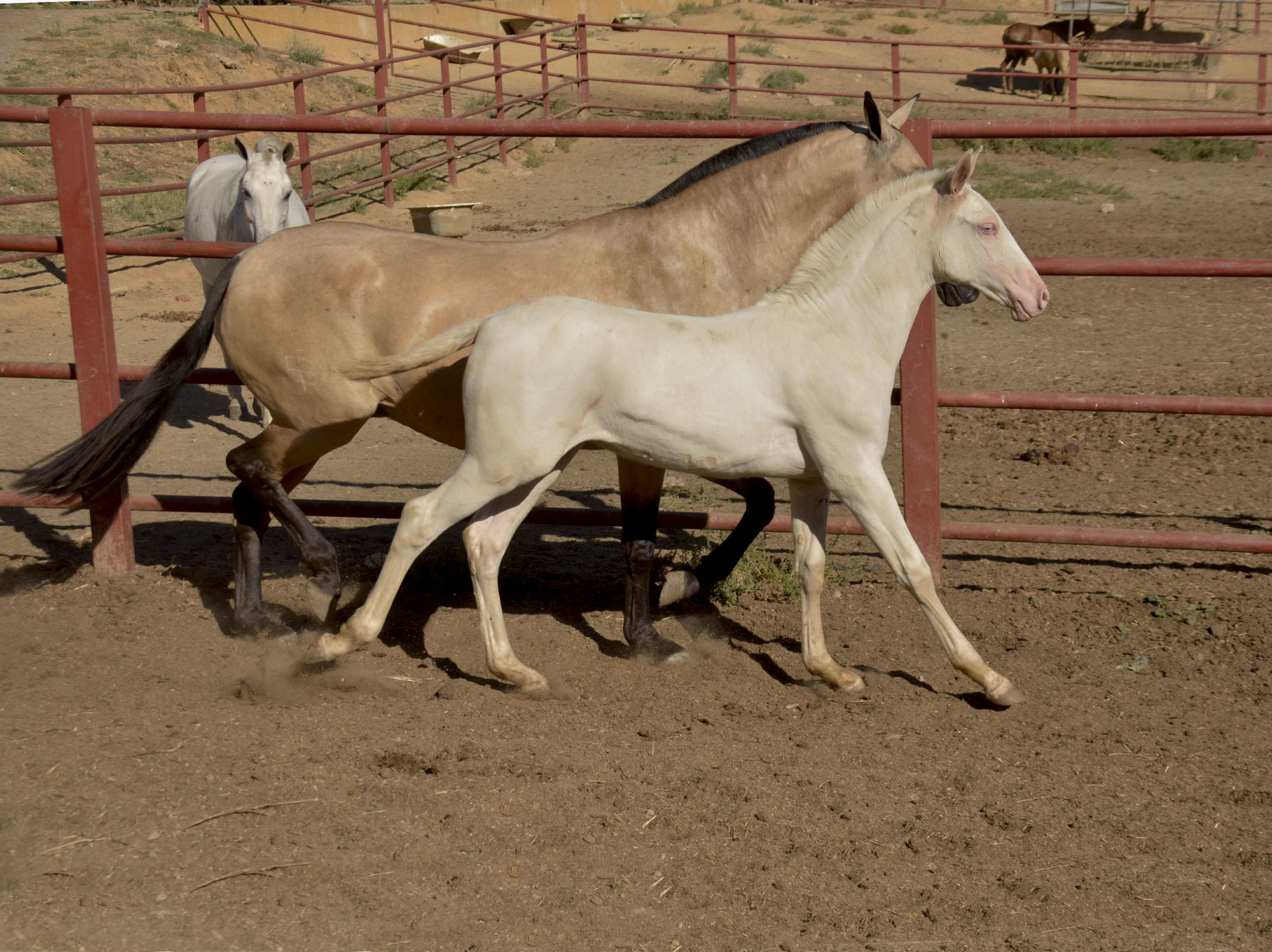 Comprar Caballo