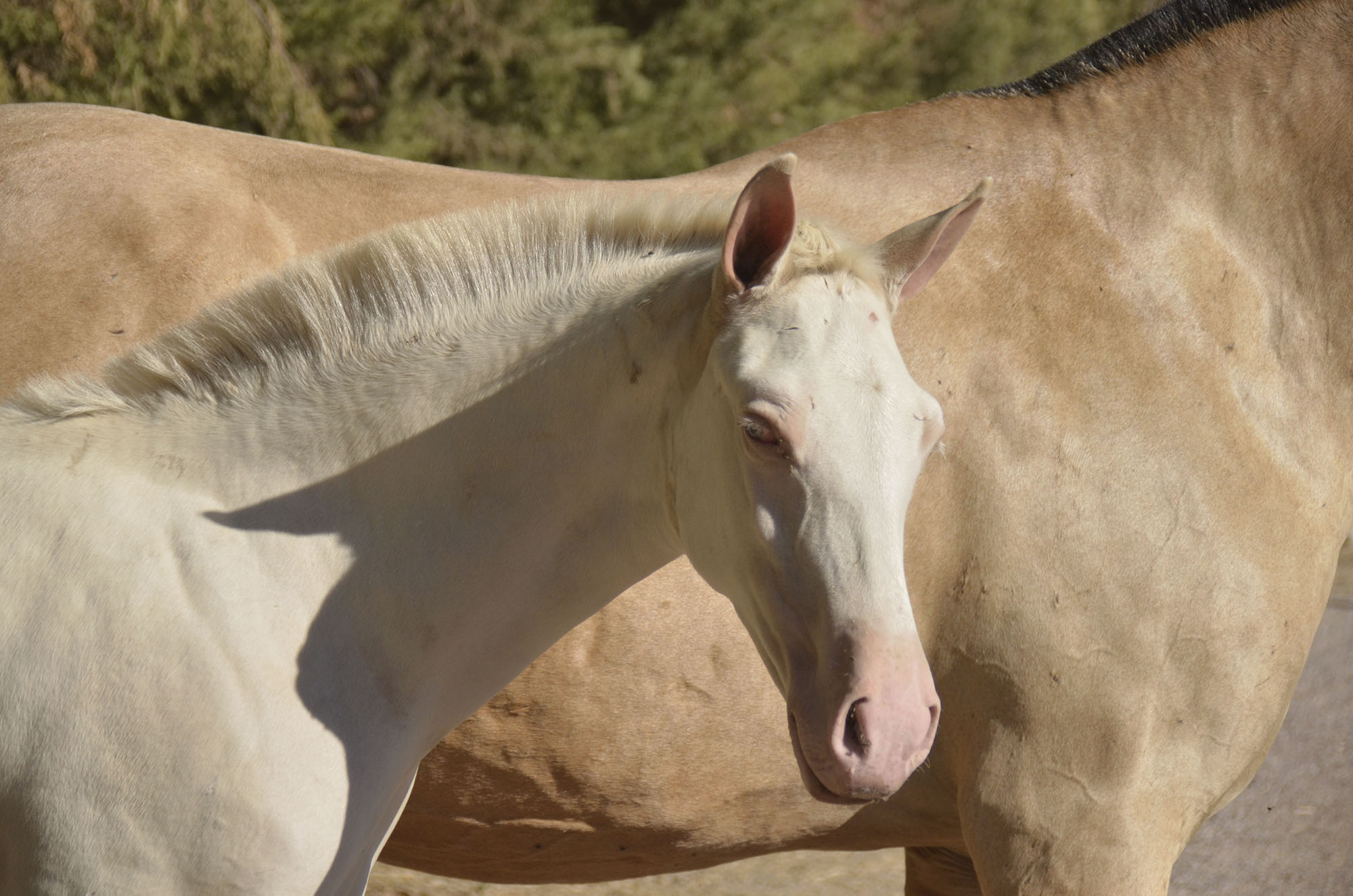Caballo en Venta