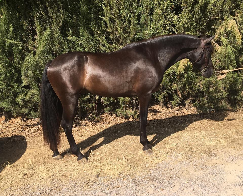 Caballo en Venta