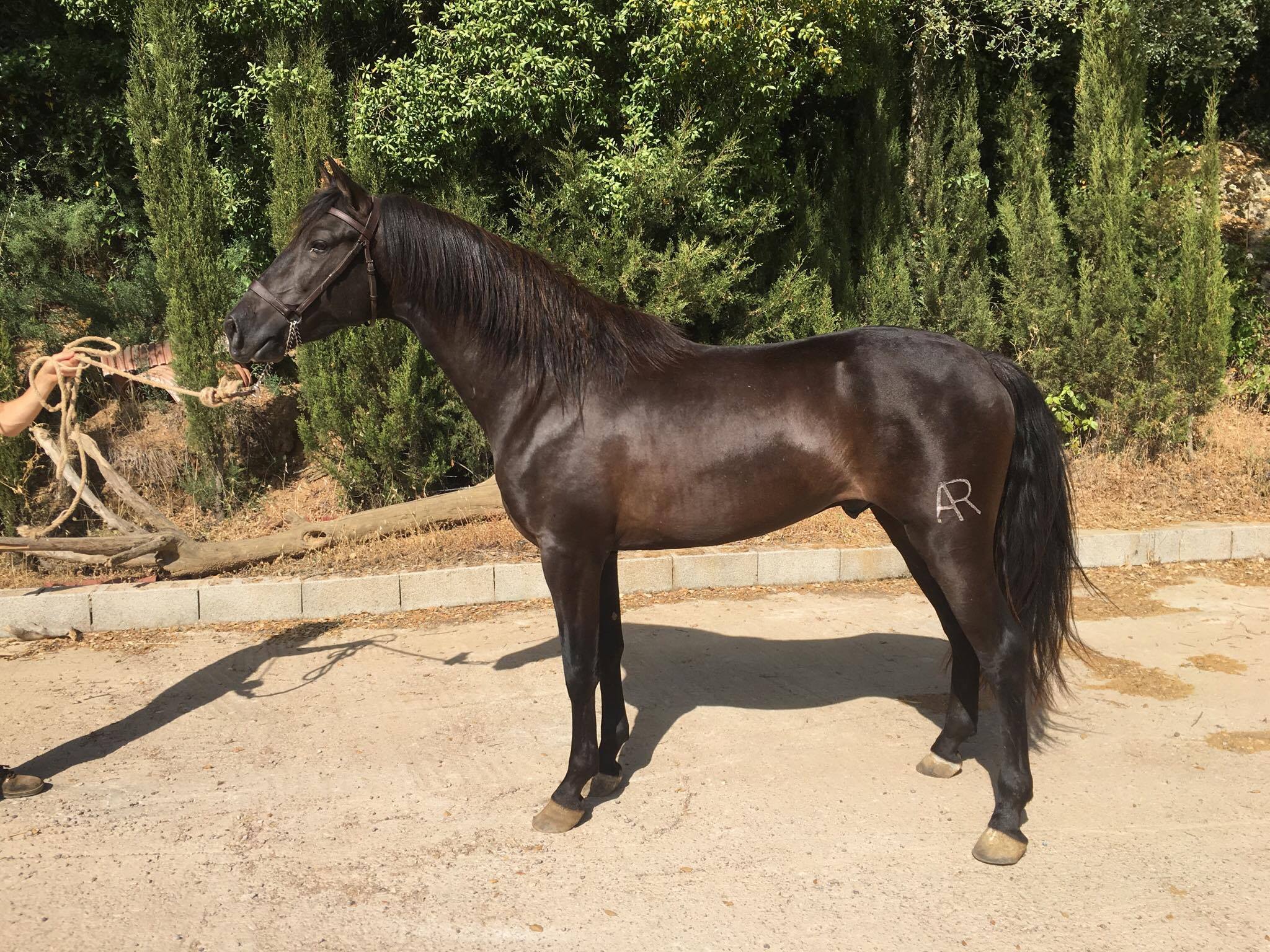 Caballo en Venta