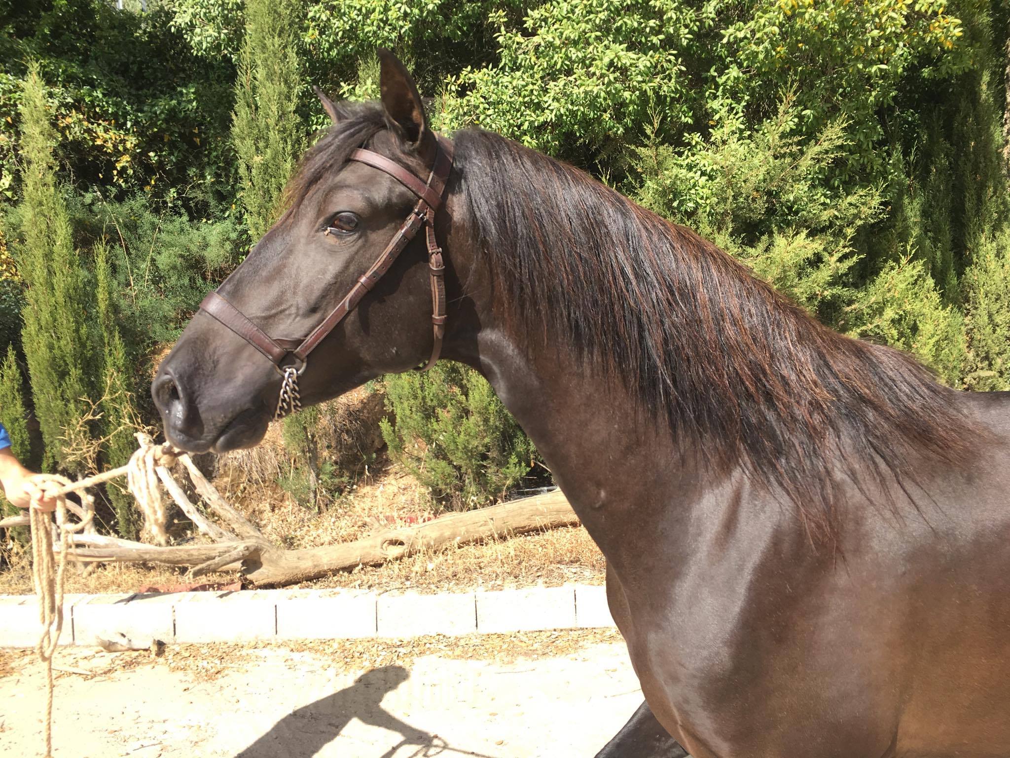 Caballo en Venta
