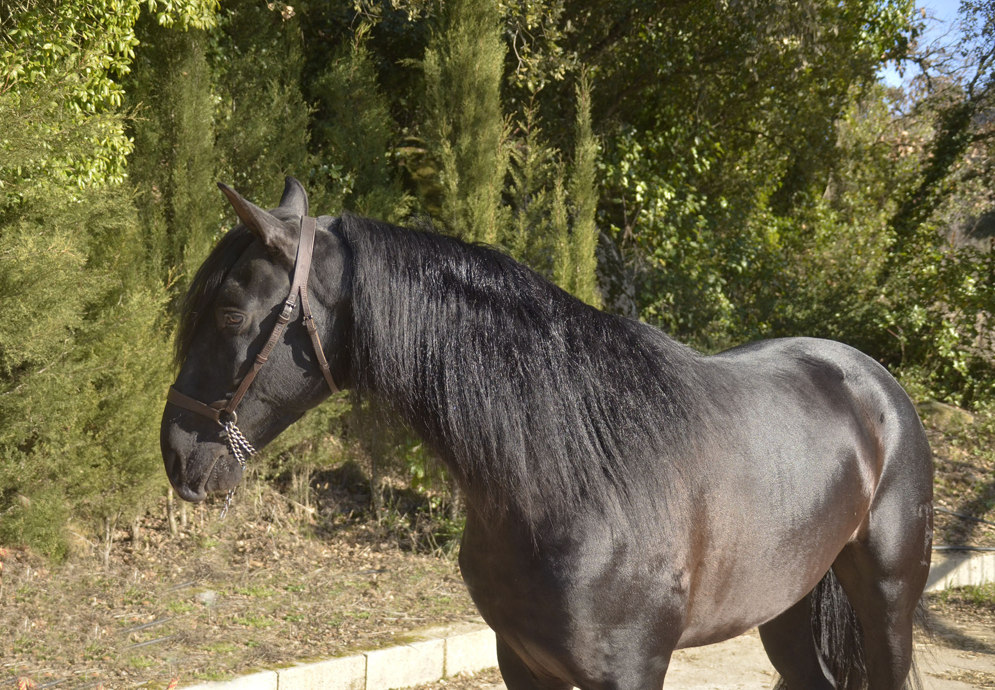 Listado de Caballos en Venta