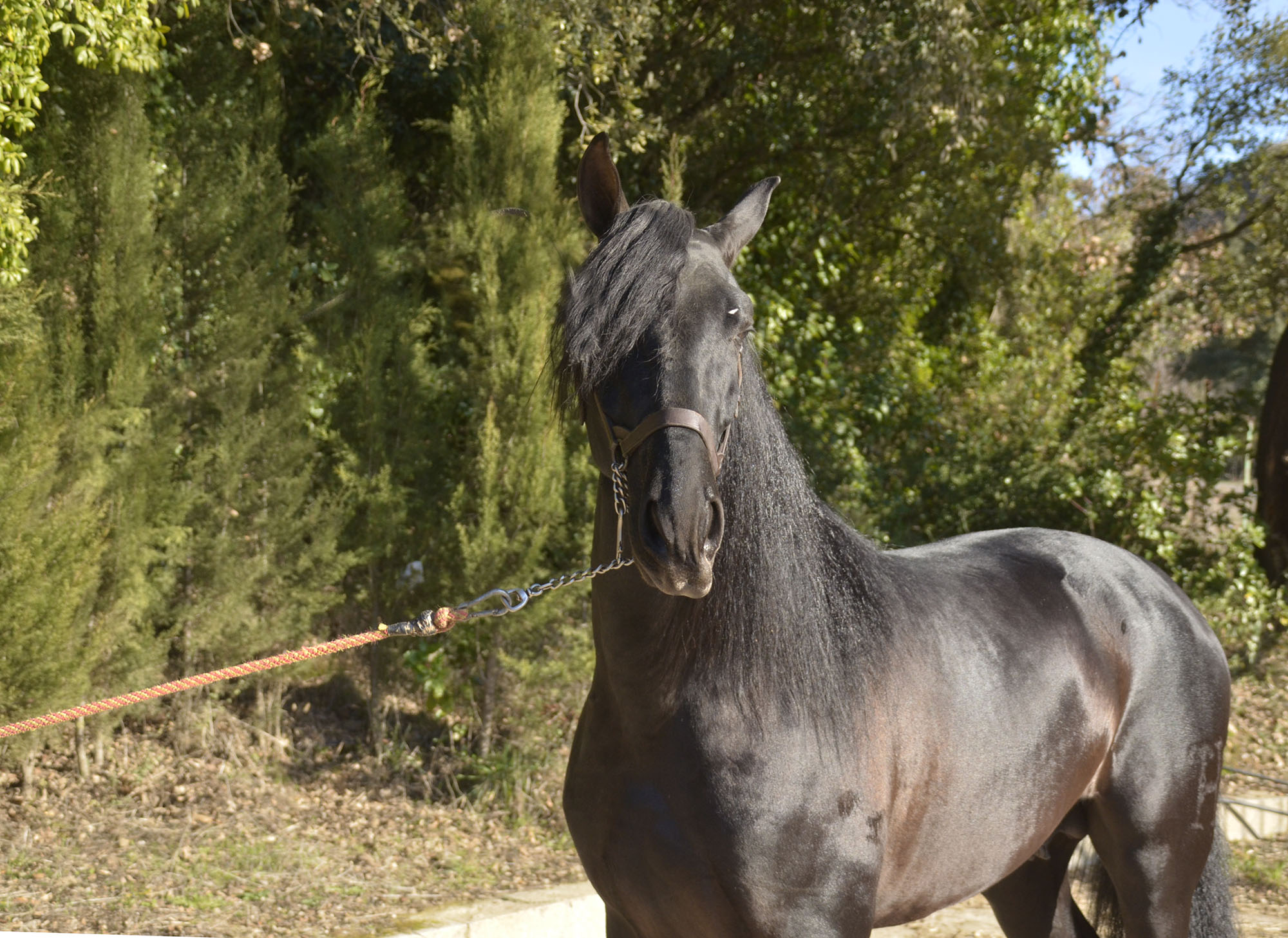 Listado de Caballos en Venta