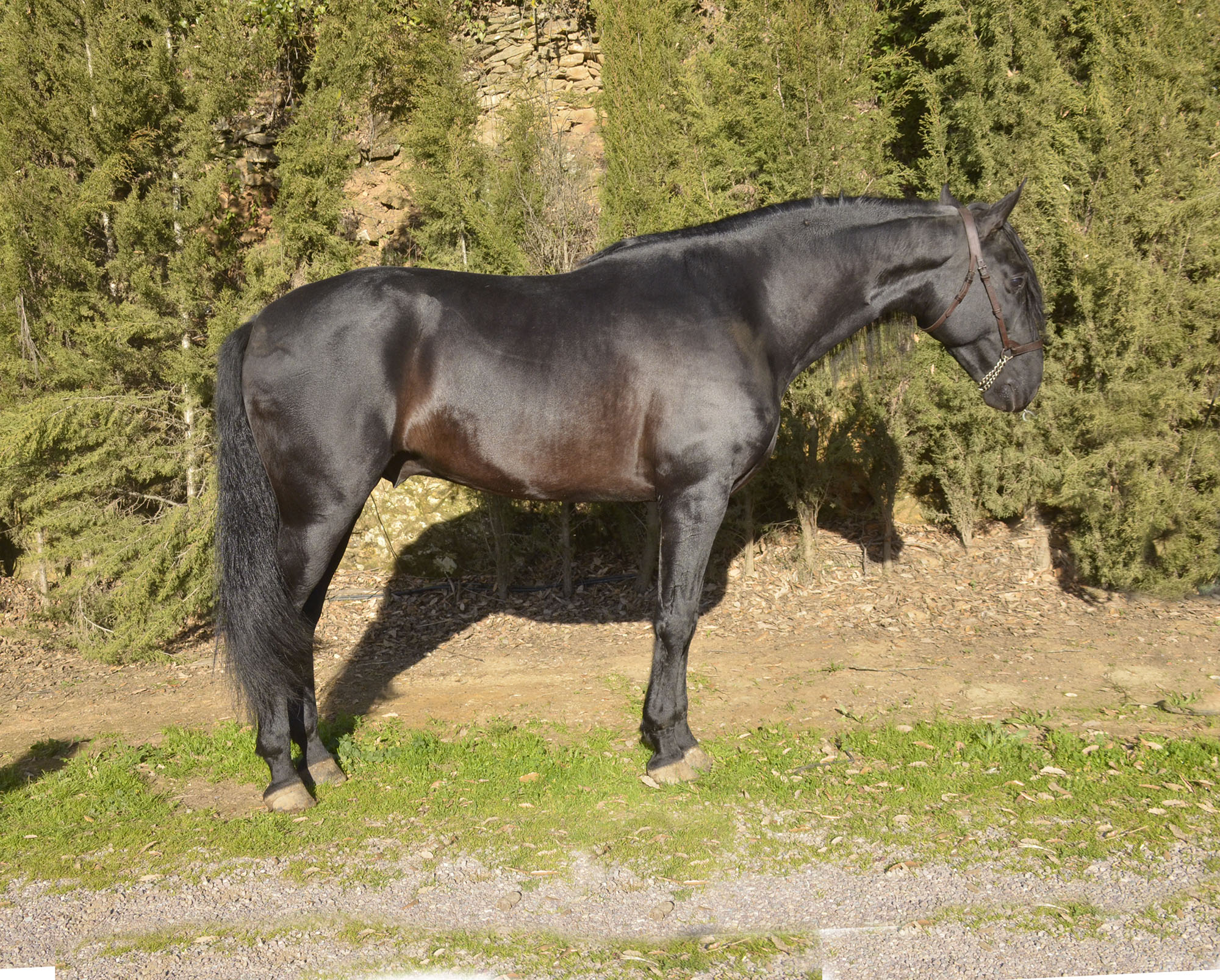 Caballo en Venta