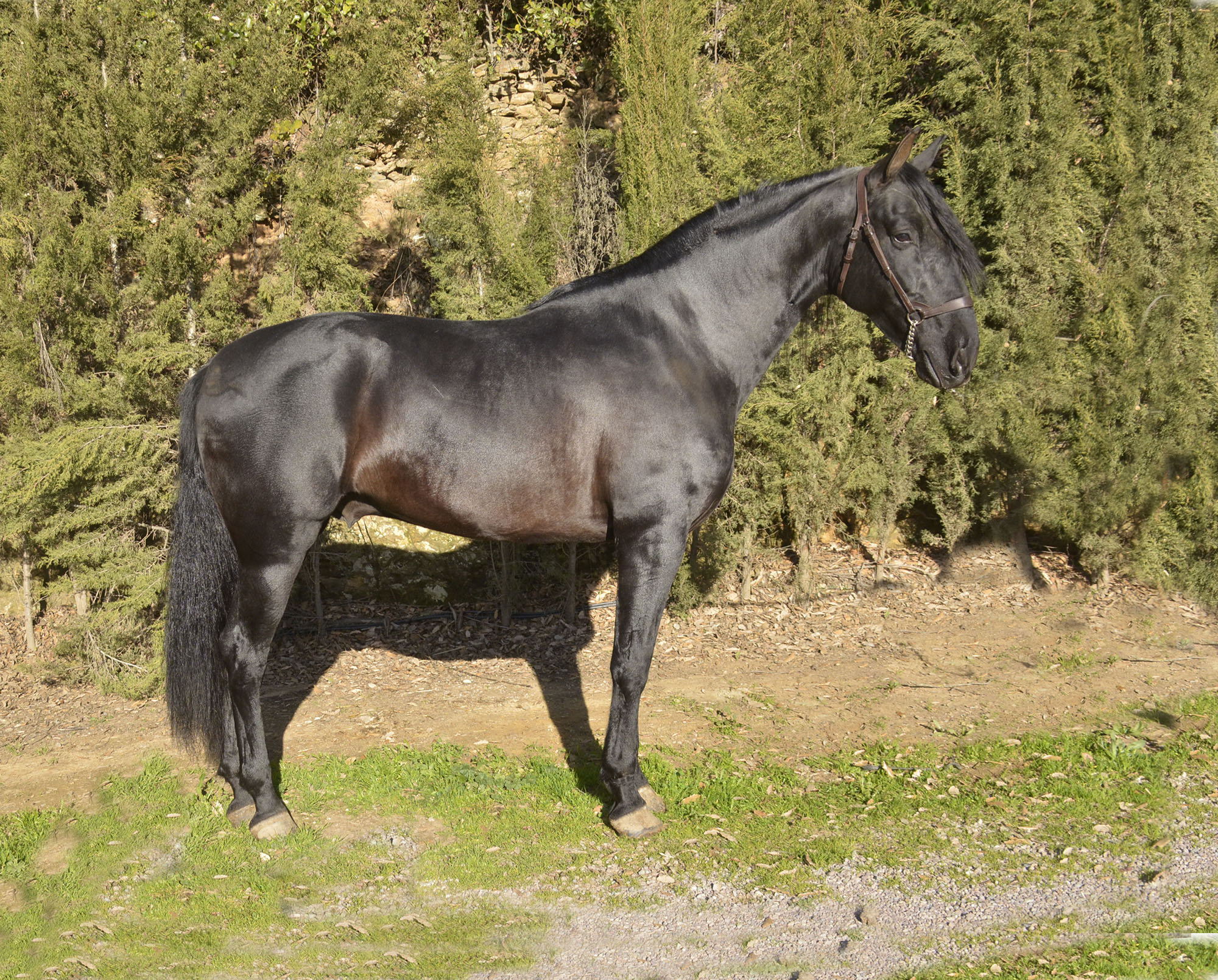 Caballo en Venta