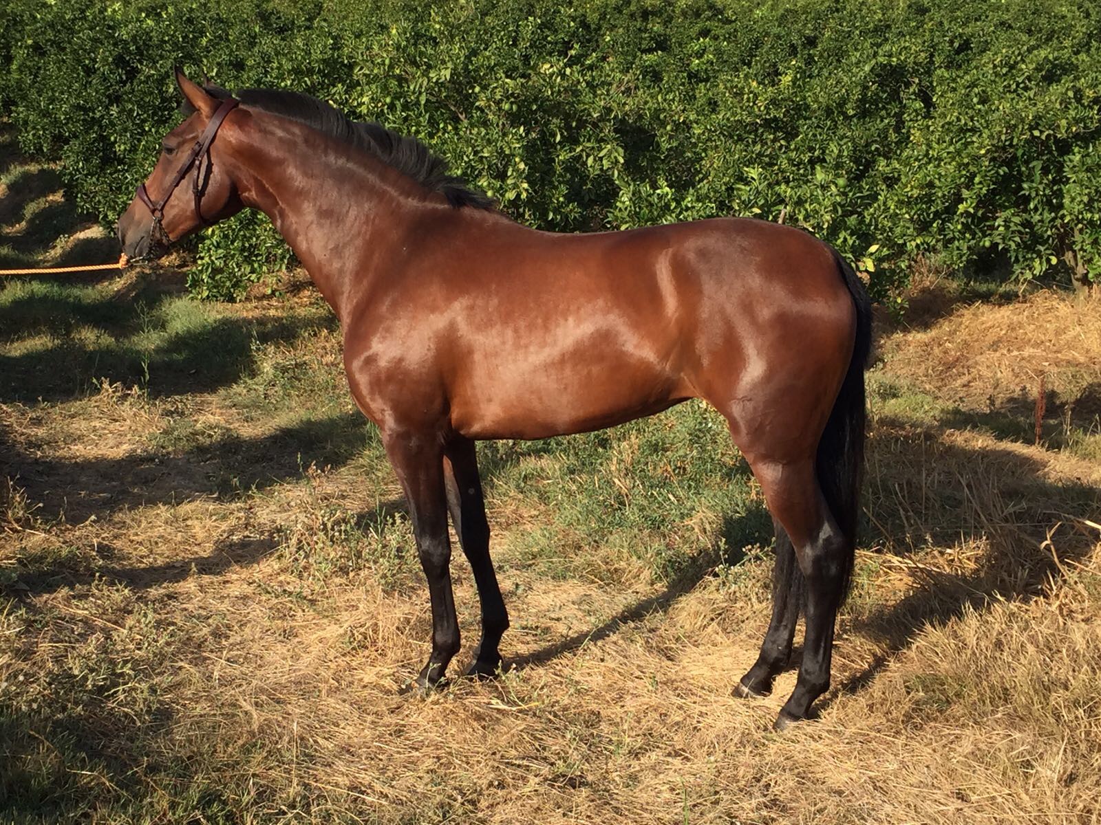 Caballo en Venta