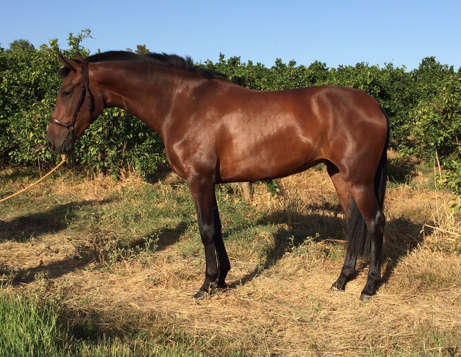 Caballo en Venta
