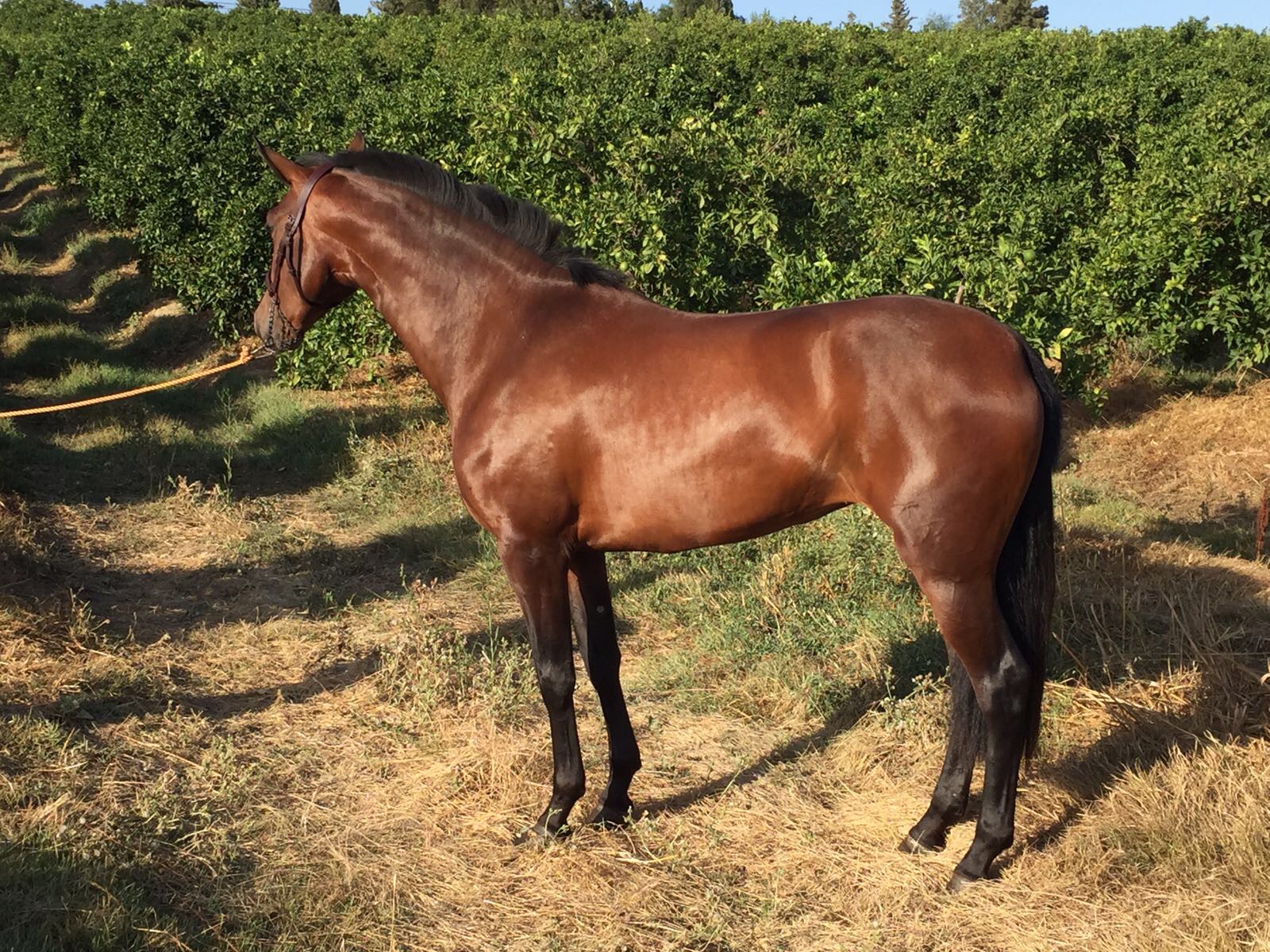 Caballo en Venta