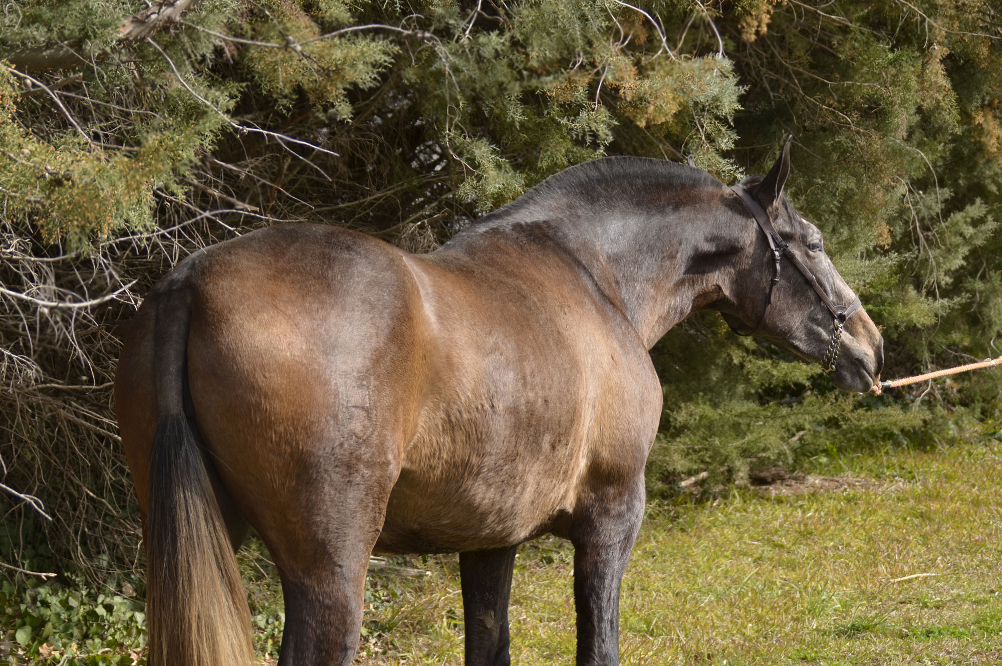 Comprar Caballo