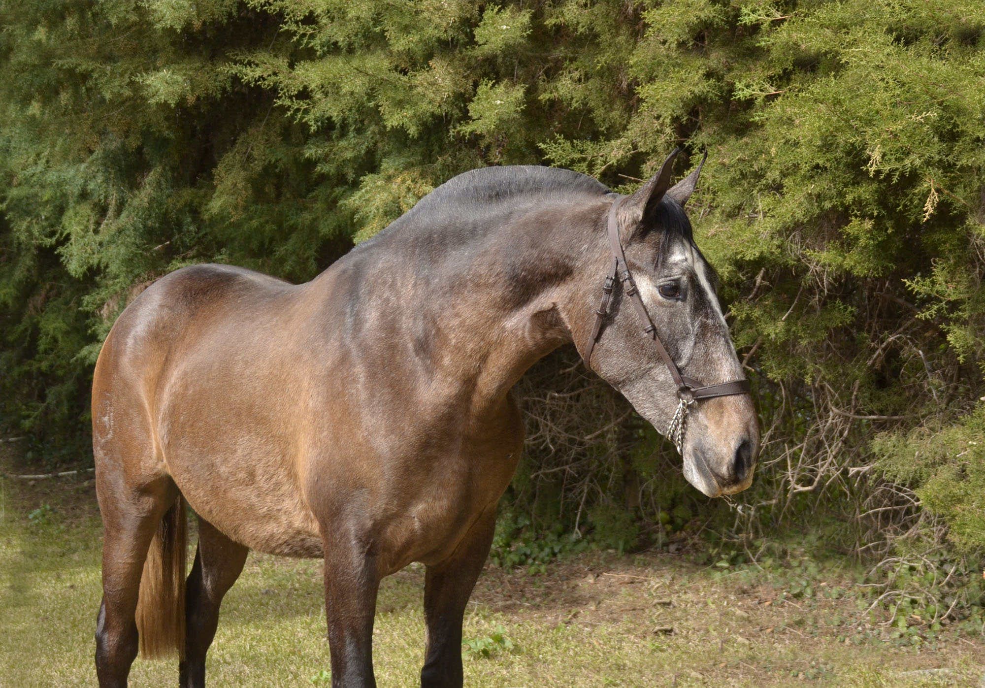 Comprar Caballo