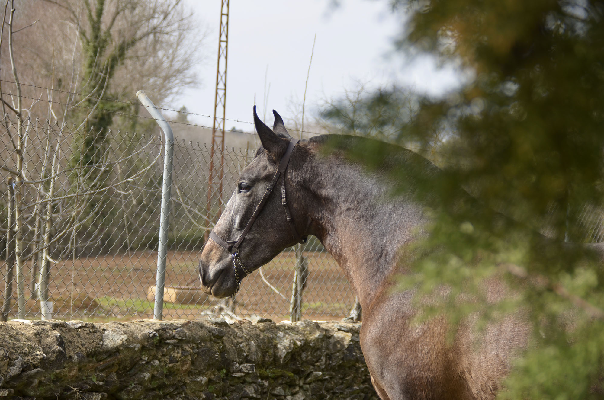 Caballo en Venta