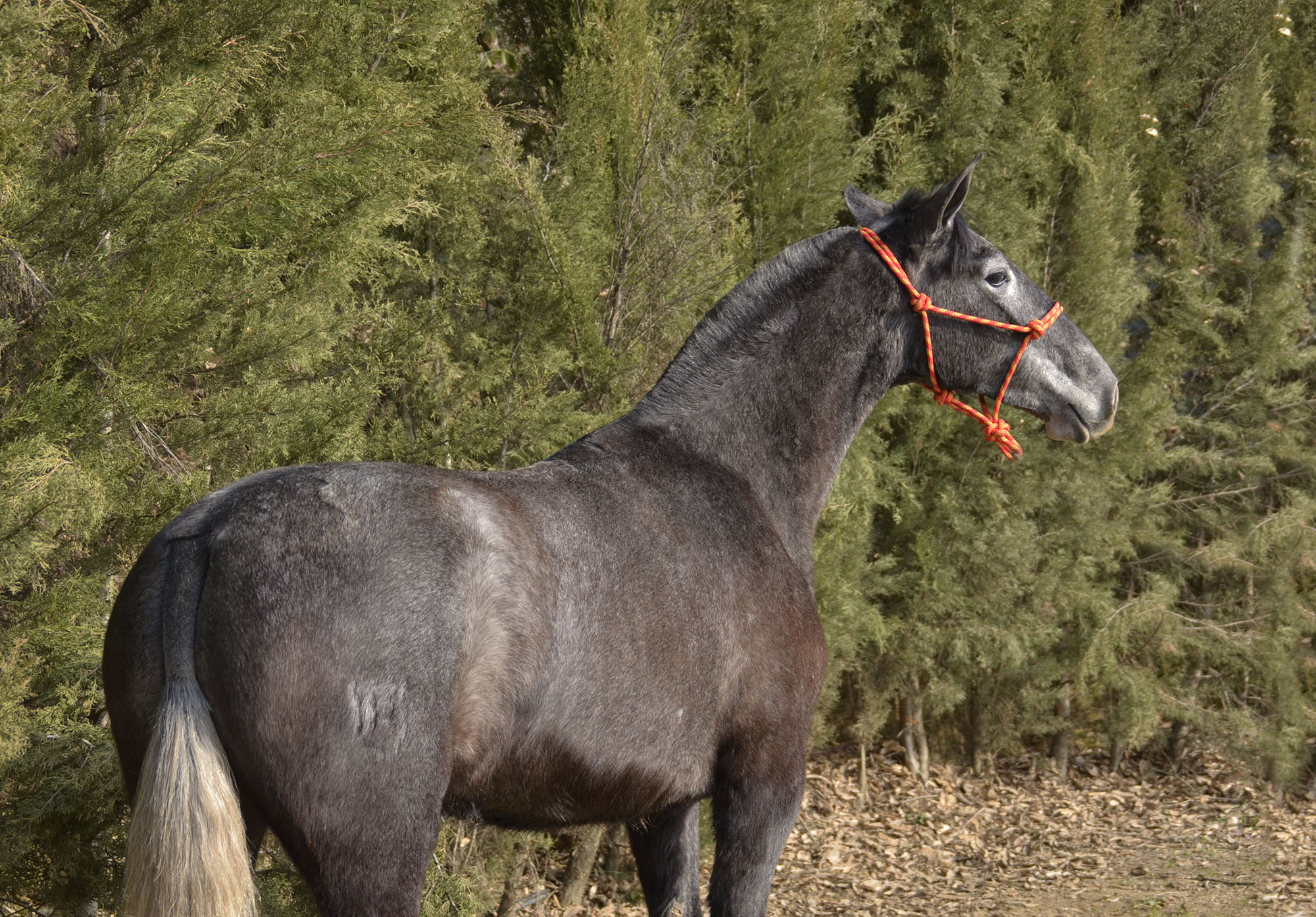 Caballo en Venta