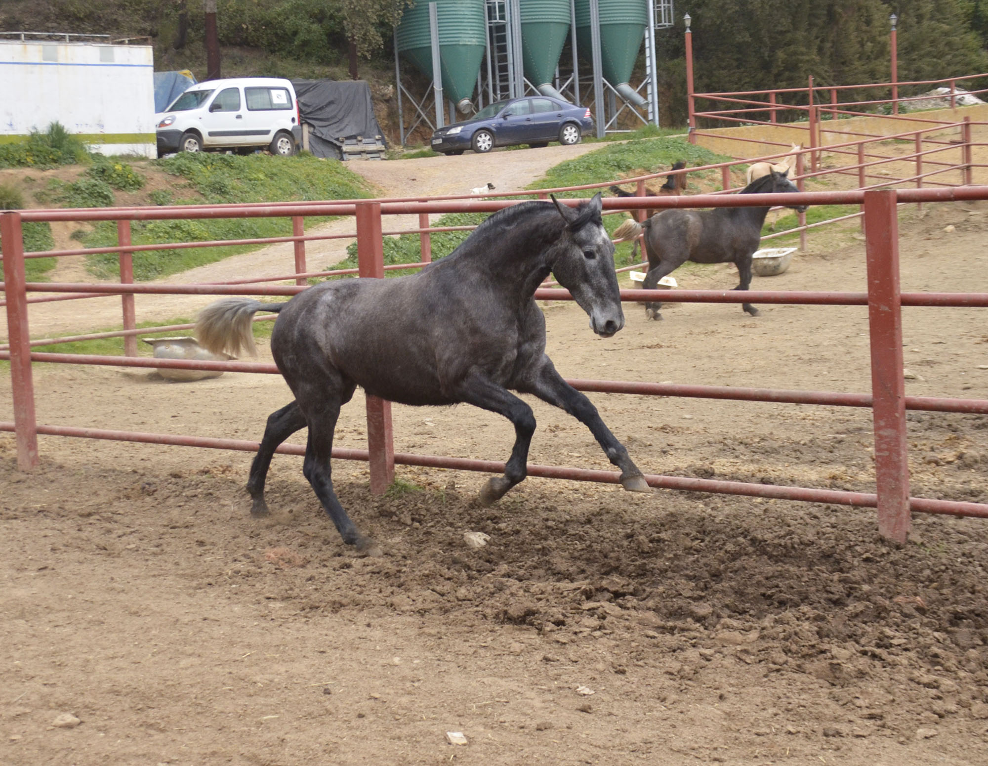 Caballo en Venta