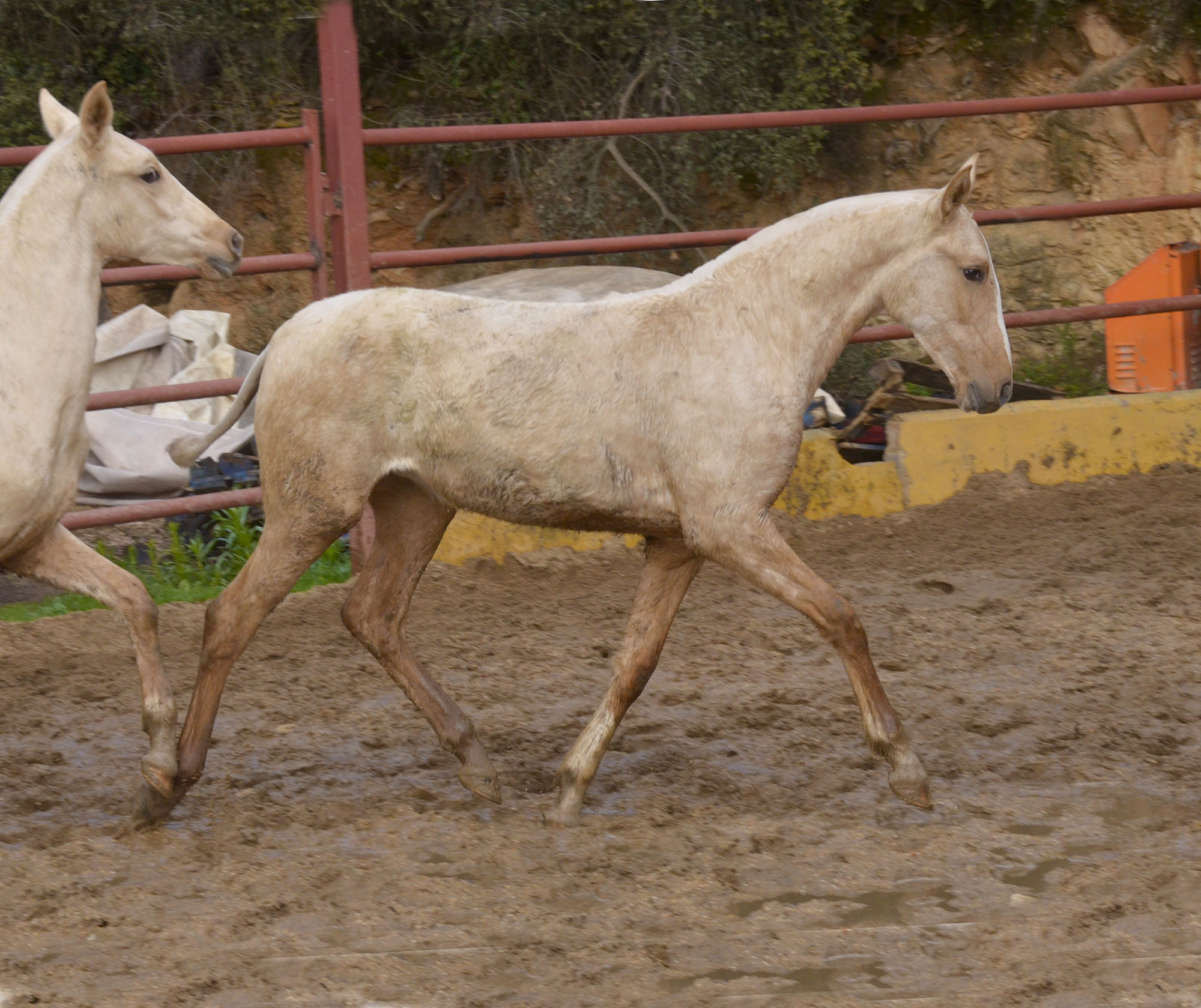 Comprar Caballo