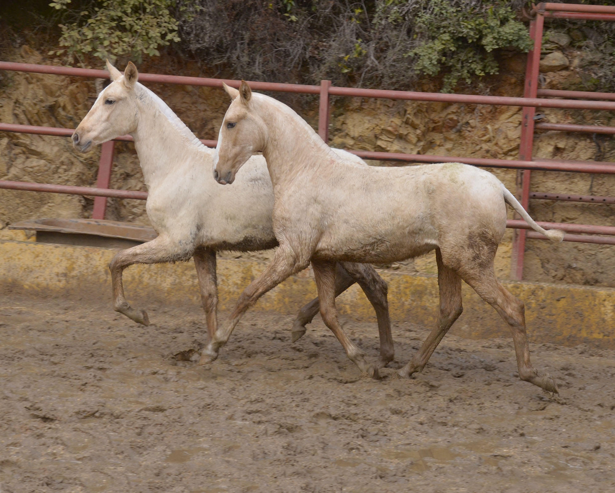 Caballo en Venta