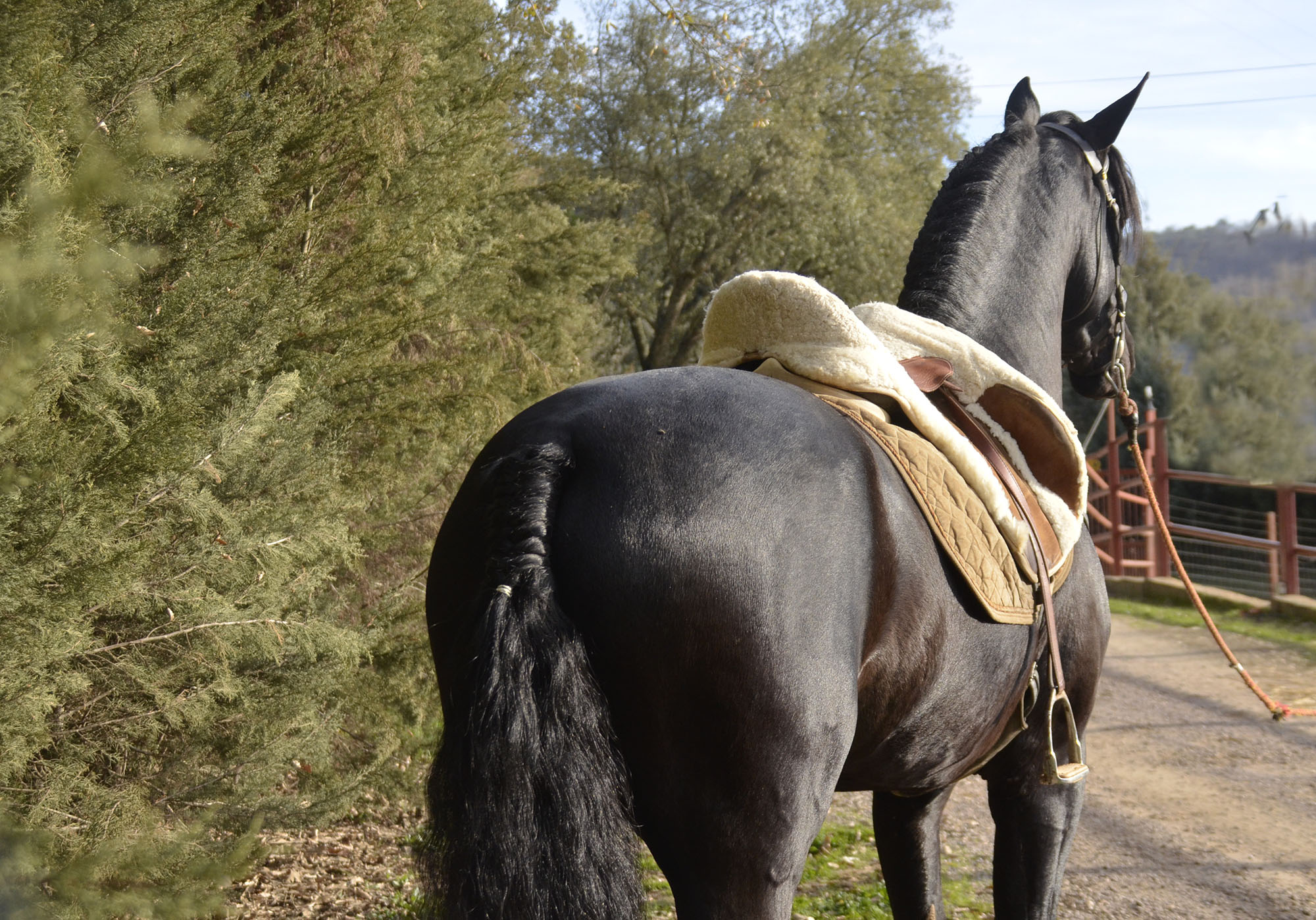 Listado de Caballos en Venta