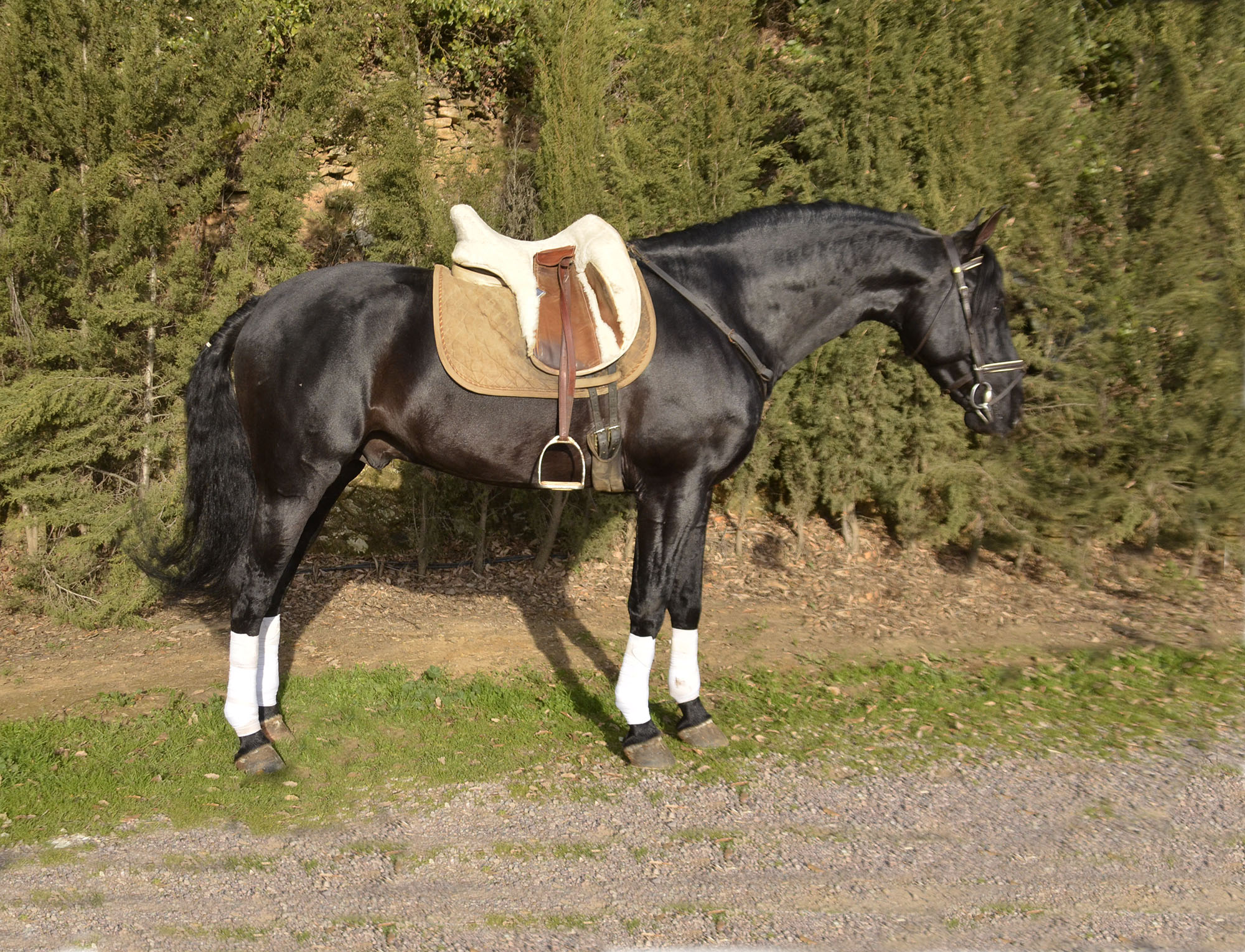 Caballo en Venta