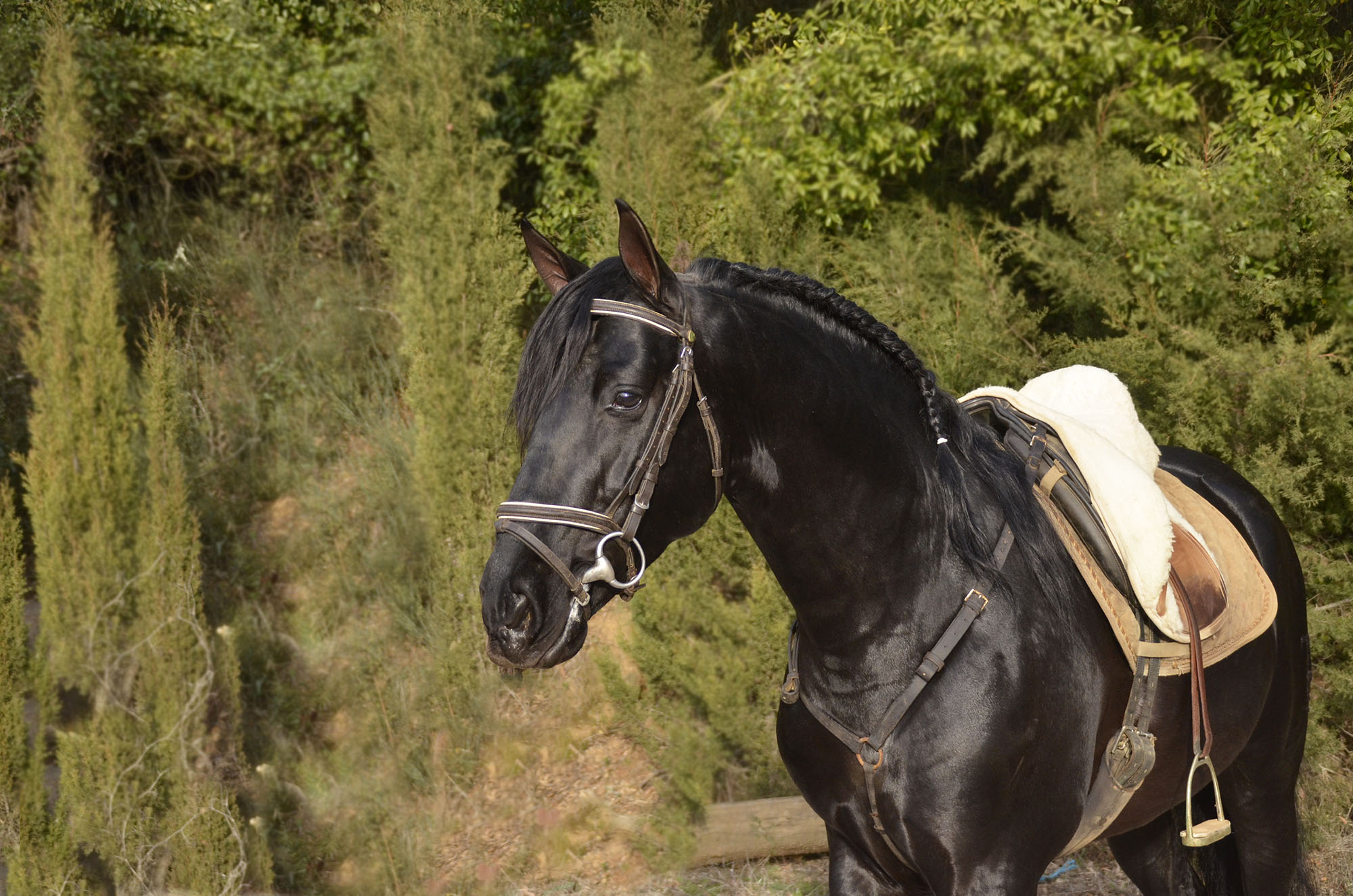 Listado de Caballos en Venta