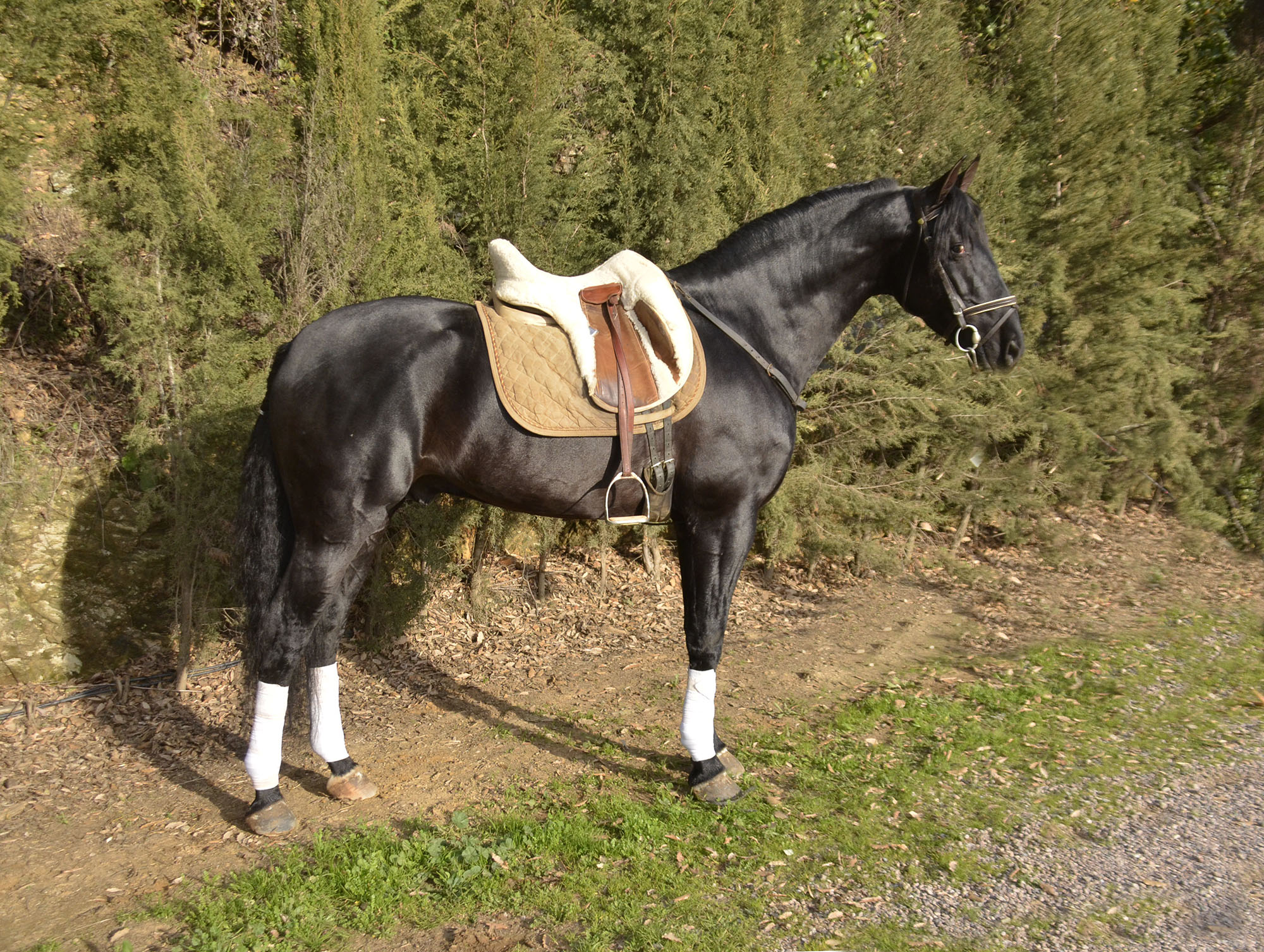 Caballo en Venta