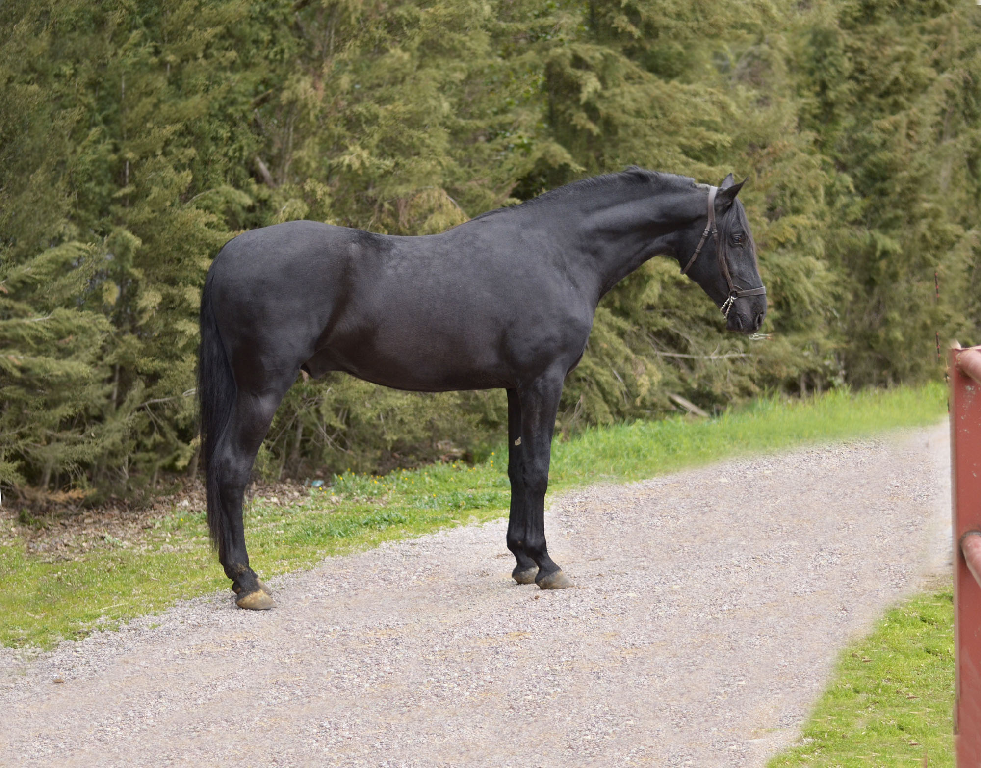 Caballo en Venta