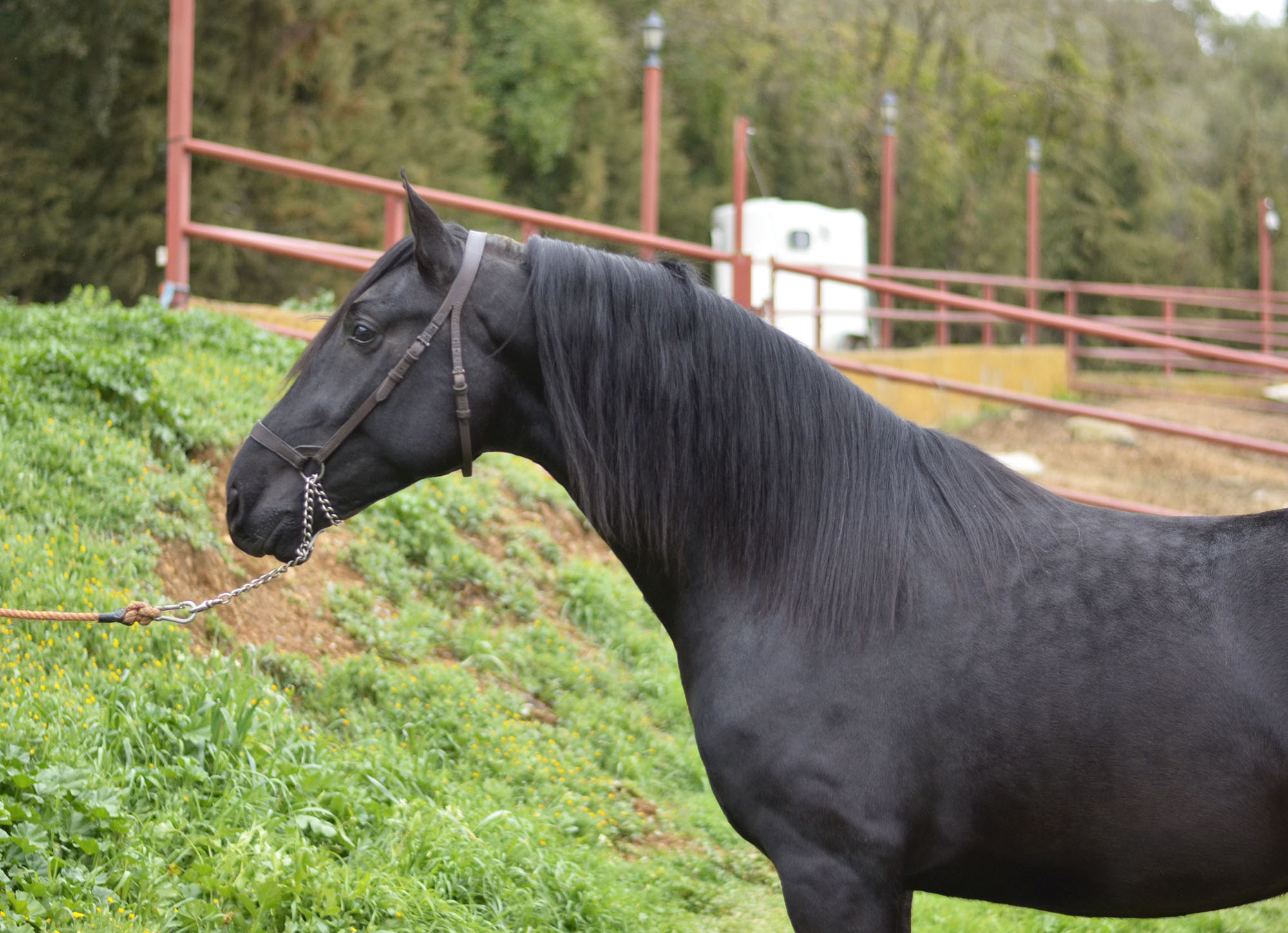 Caballo en Venta