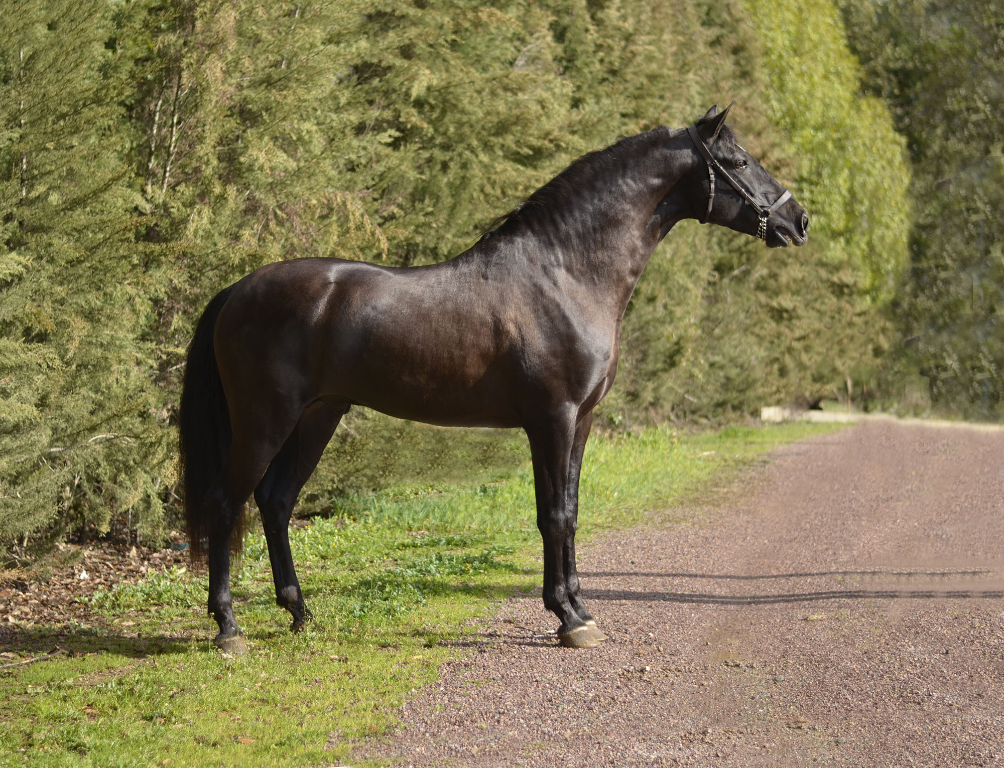 Caballo en Venta