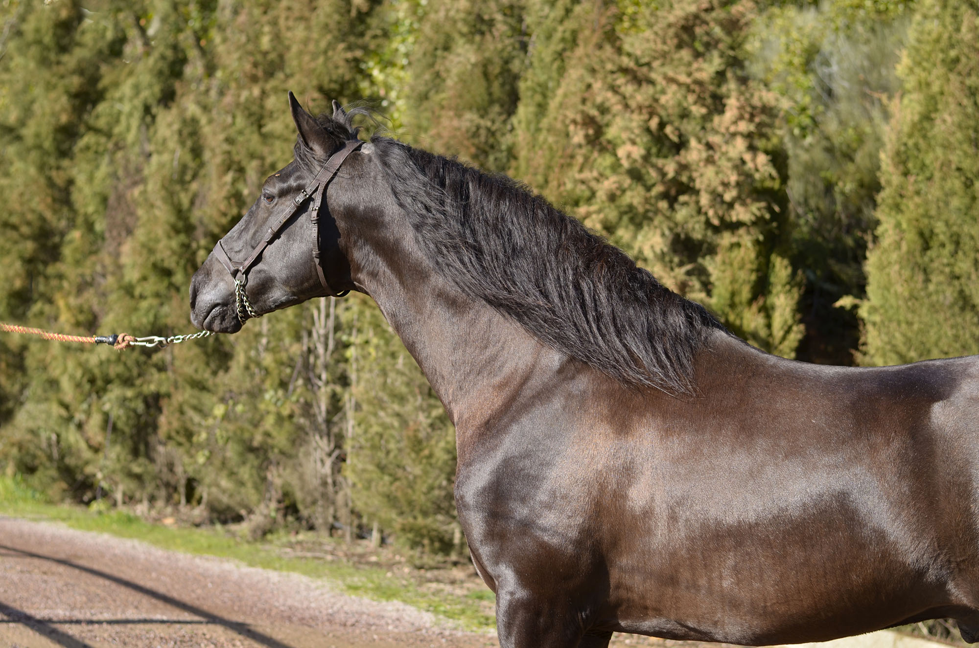 Caballo en Venta