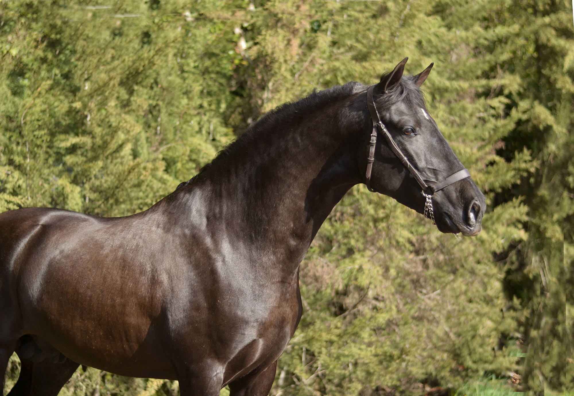 Caballo en Venta