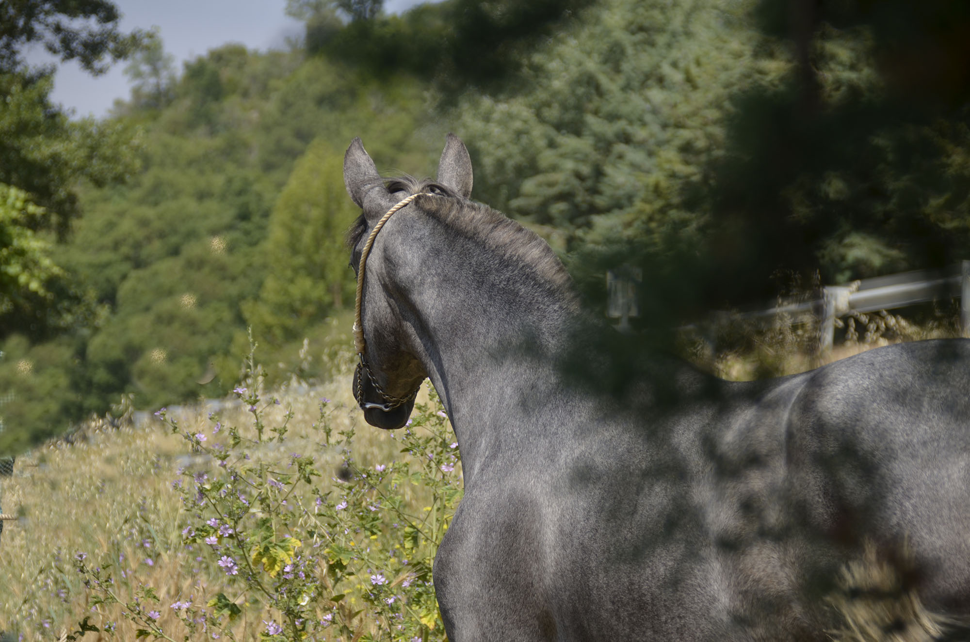 Caballo en Venta