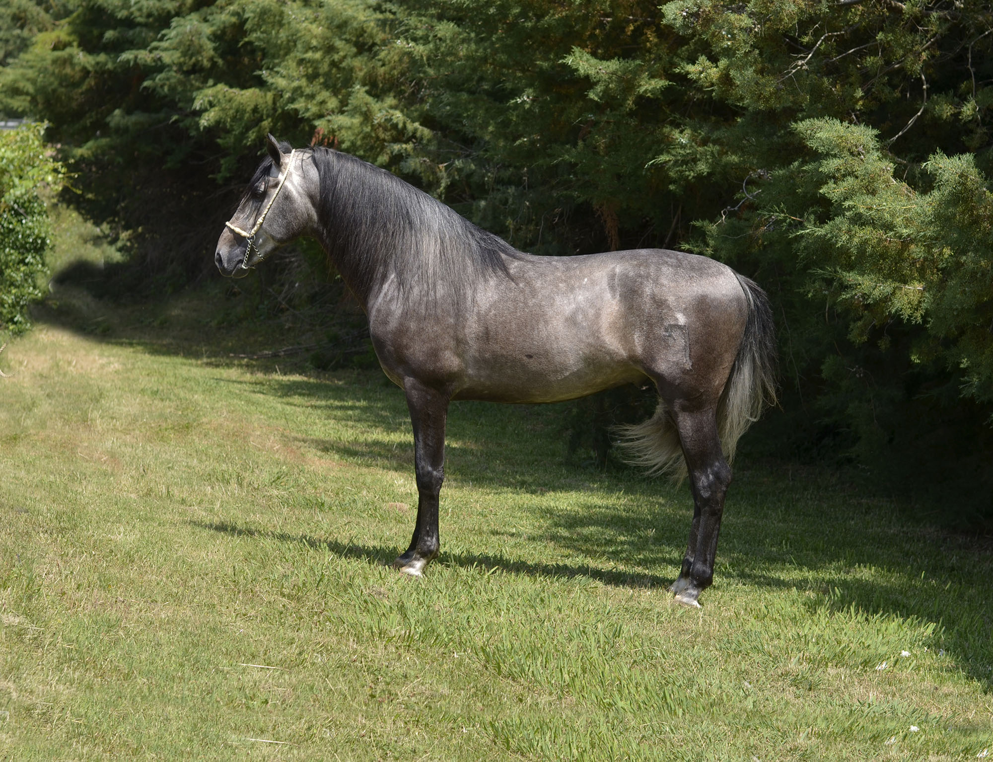 Listado de Caballos en Venta