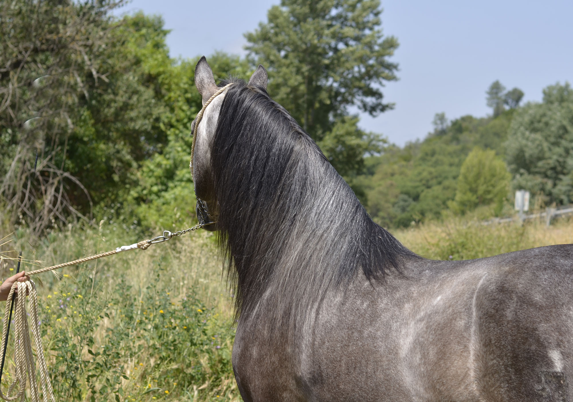 Listado de Caballos en Venta