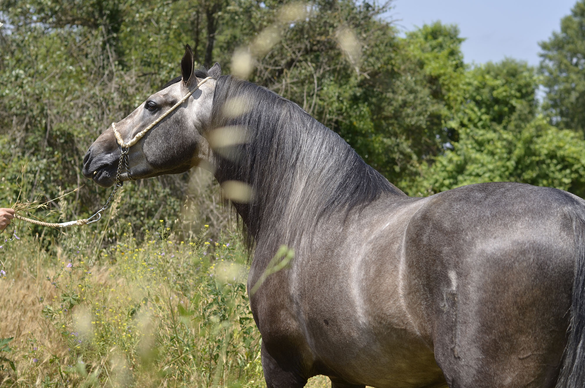 Listado de Caballos en Venta