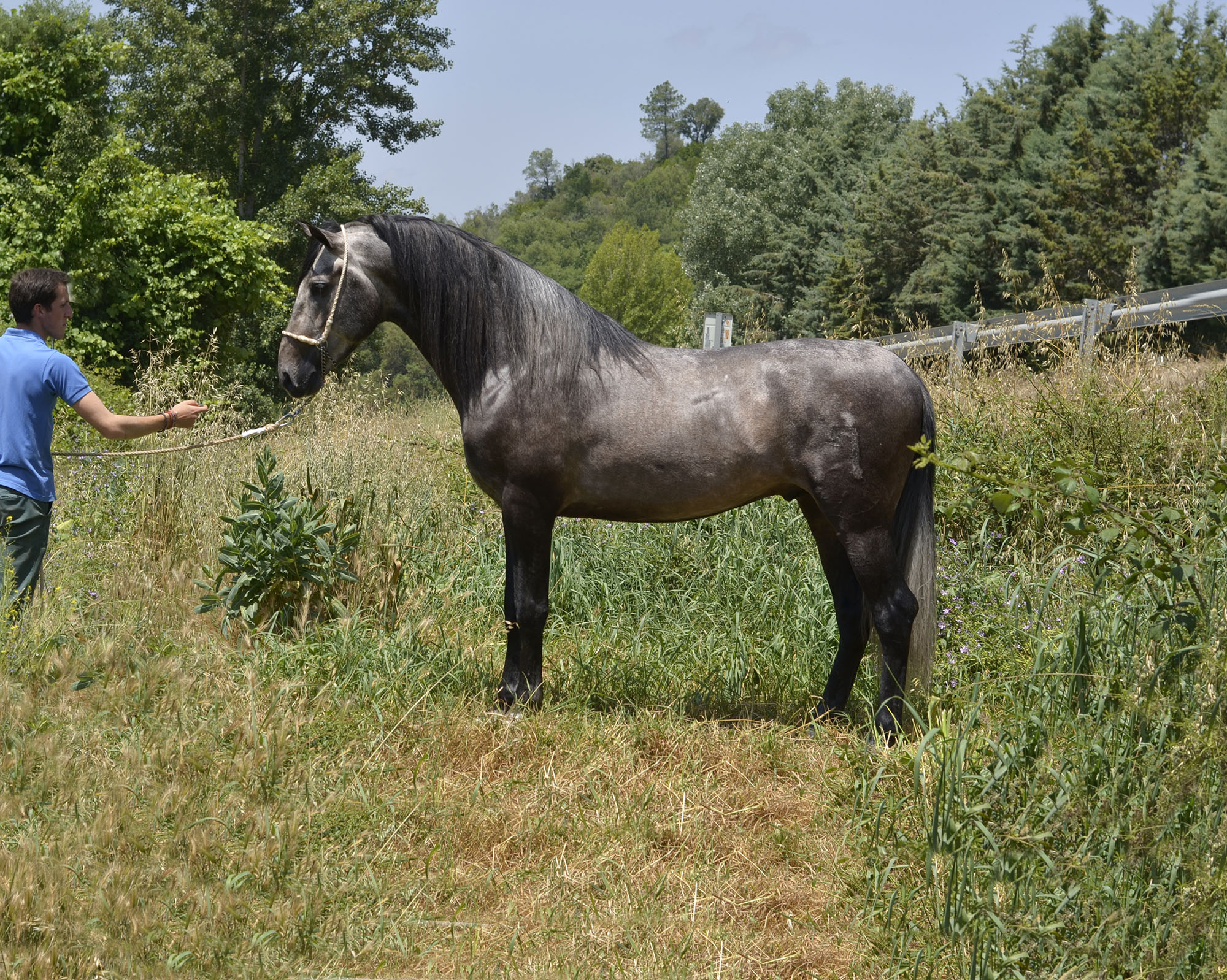 Caballo en Venta