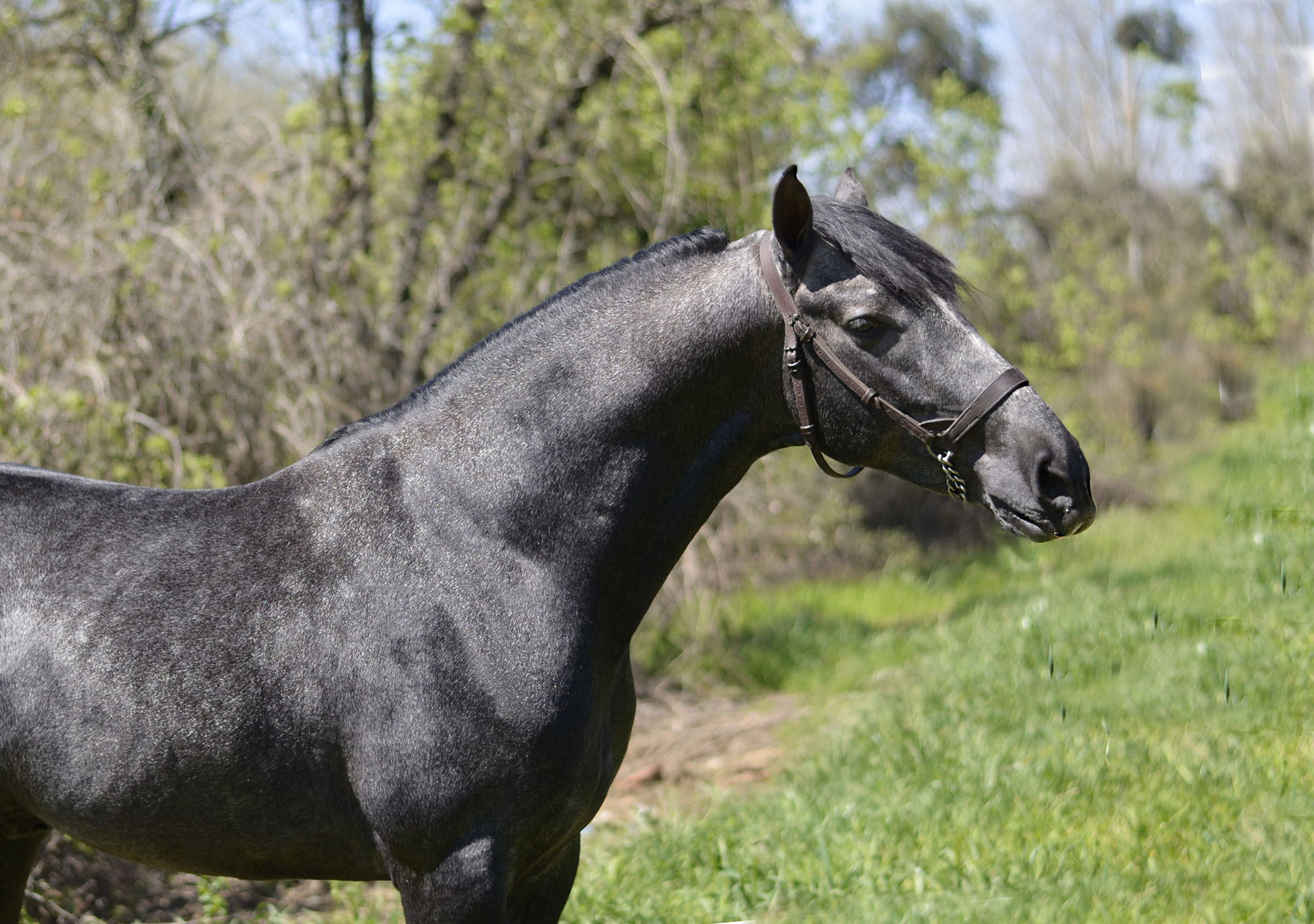 Caballo en Venta