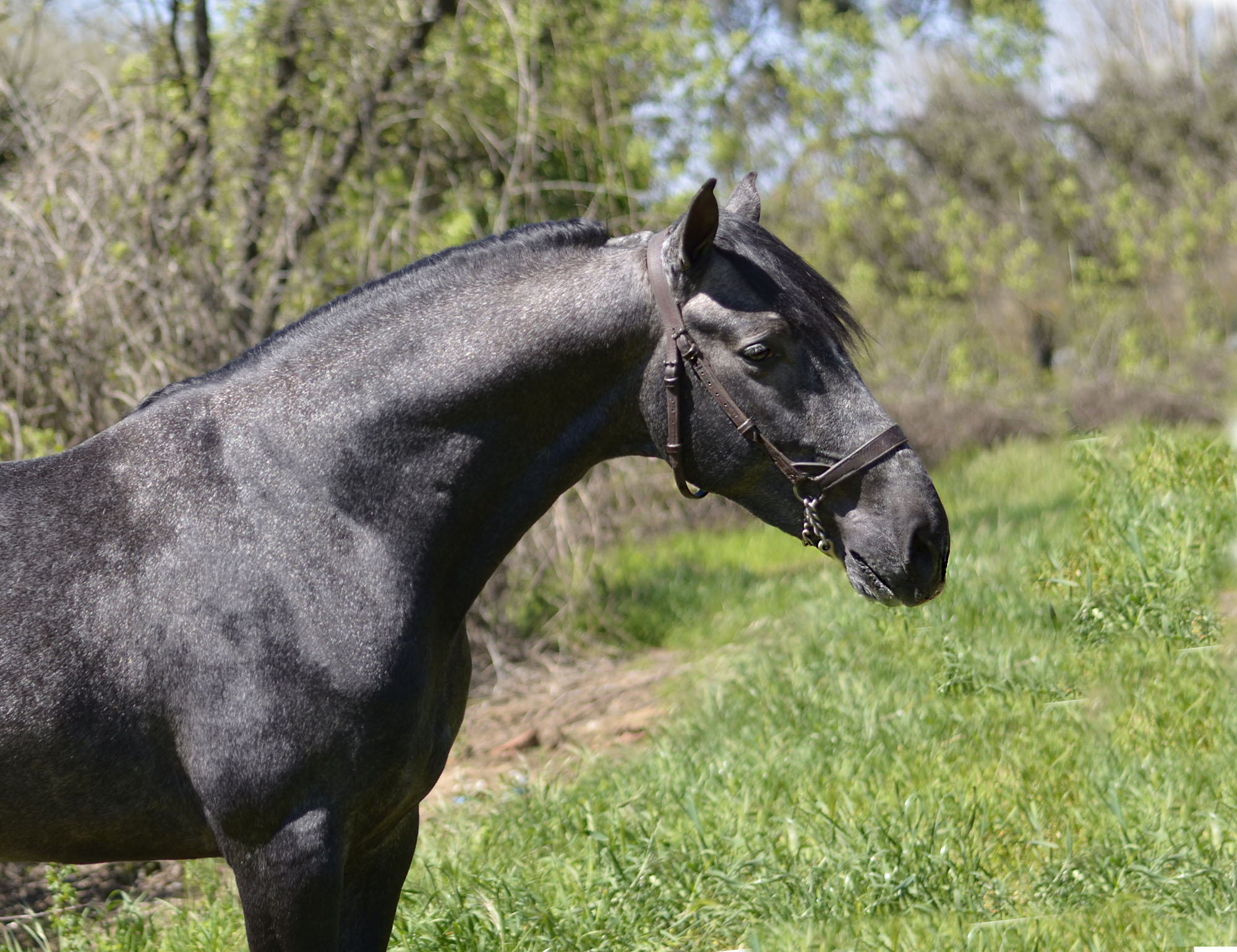 Caballo en Venta