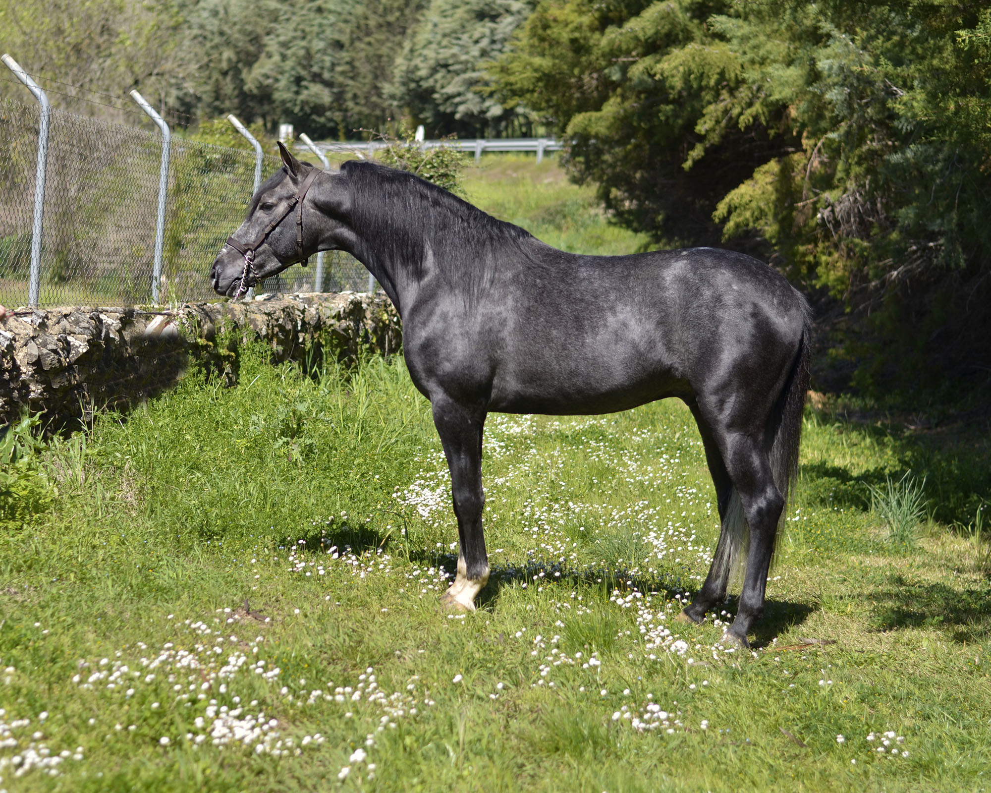 Caballo en Venta