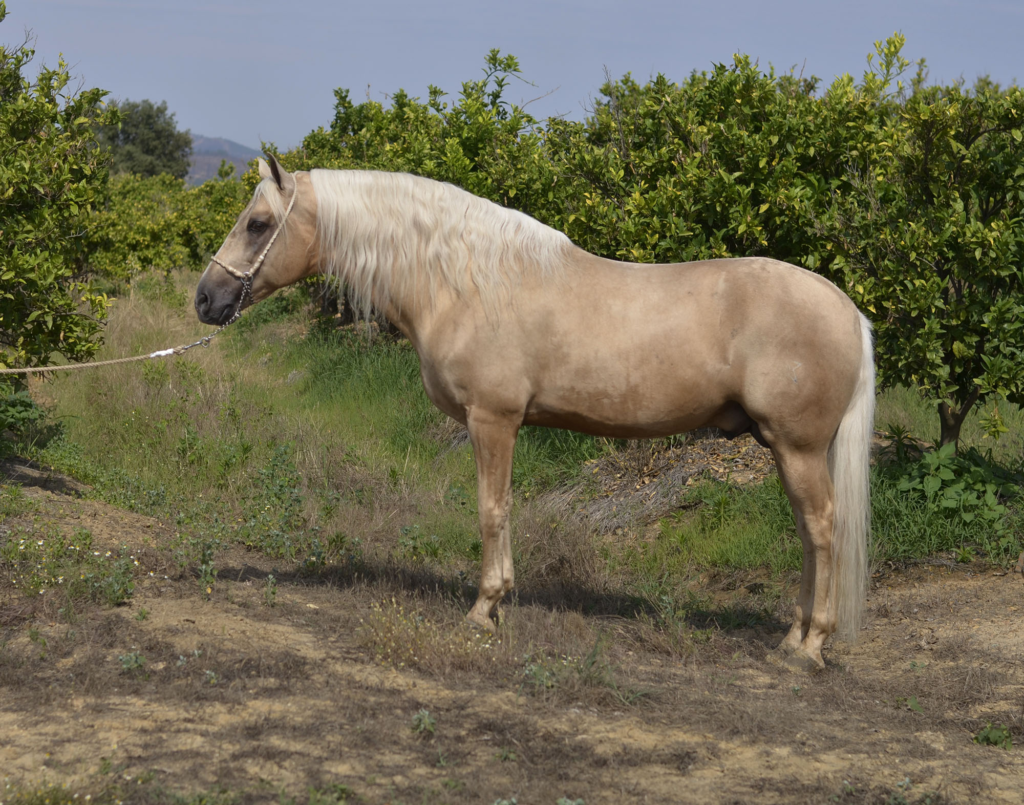 Listado de Caballos en Venta