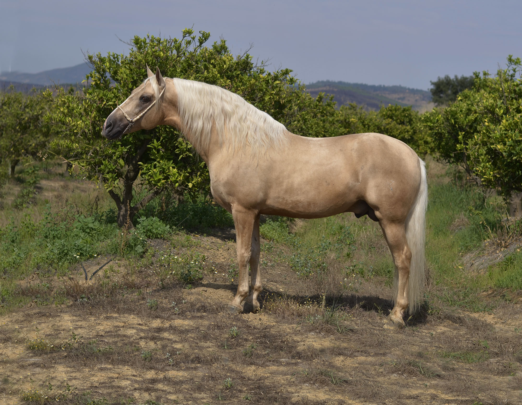 Listado de Caballos en Venta