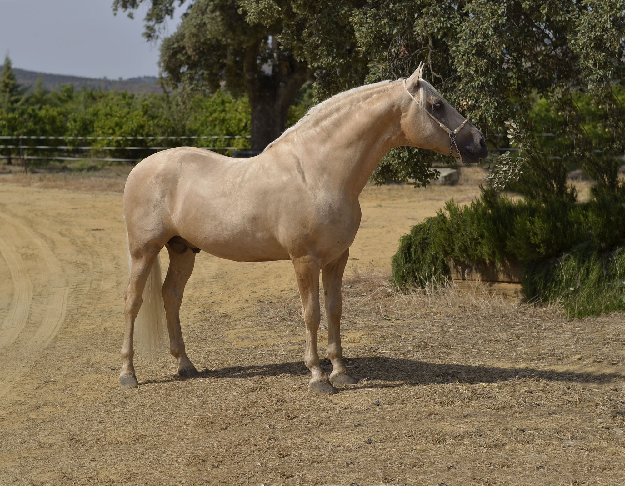 Caballo en Venta